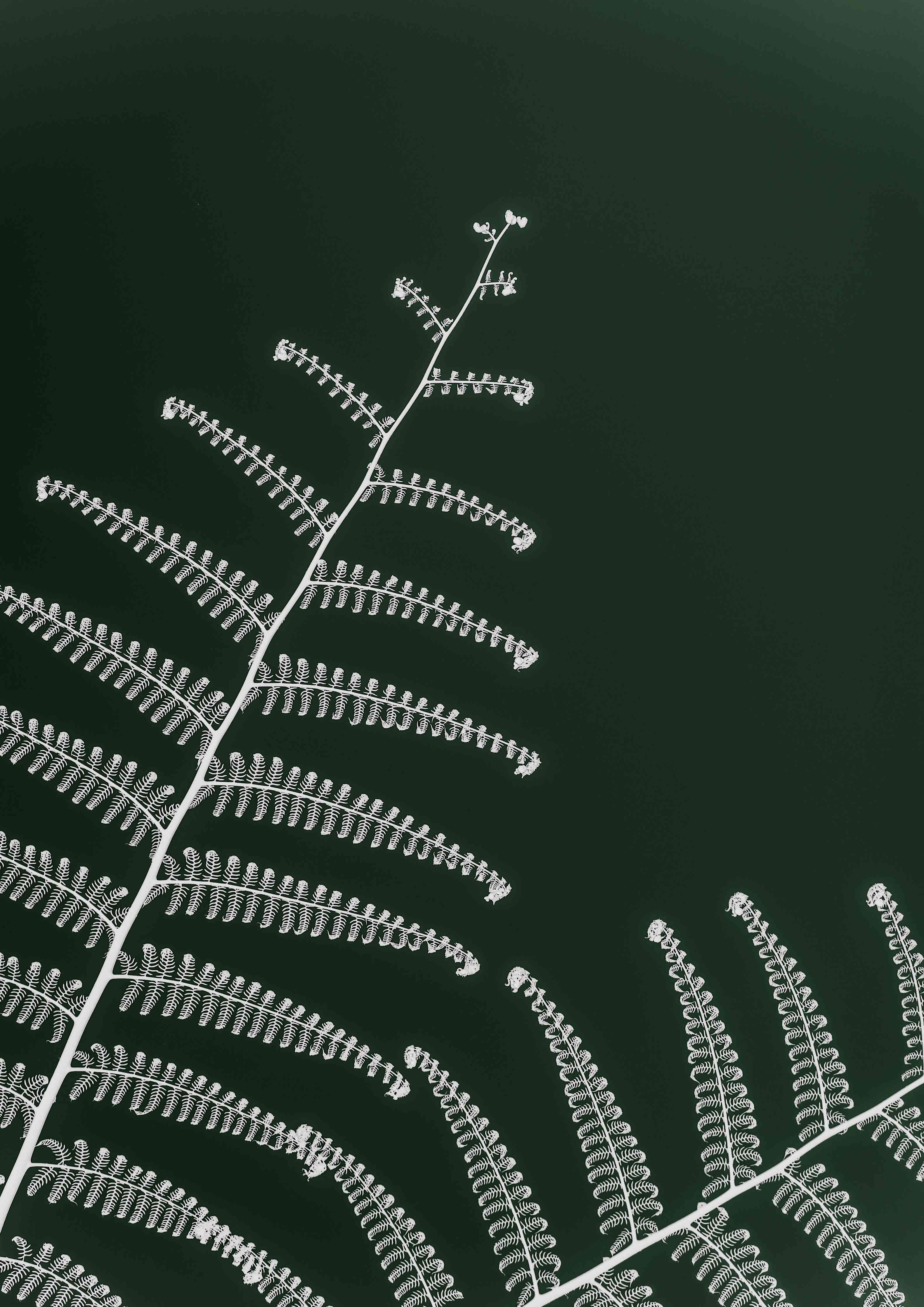 Wandverkleidung Wohnzimmer-Elegante Farnblätter vor grünem Hintergrund