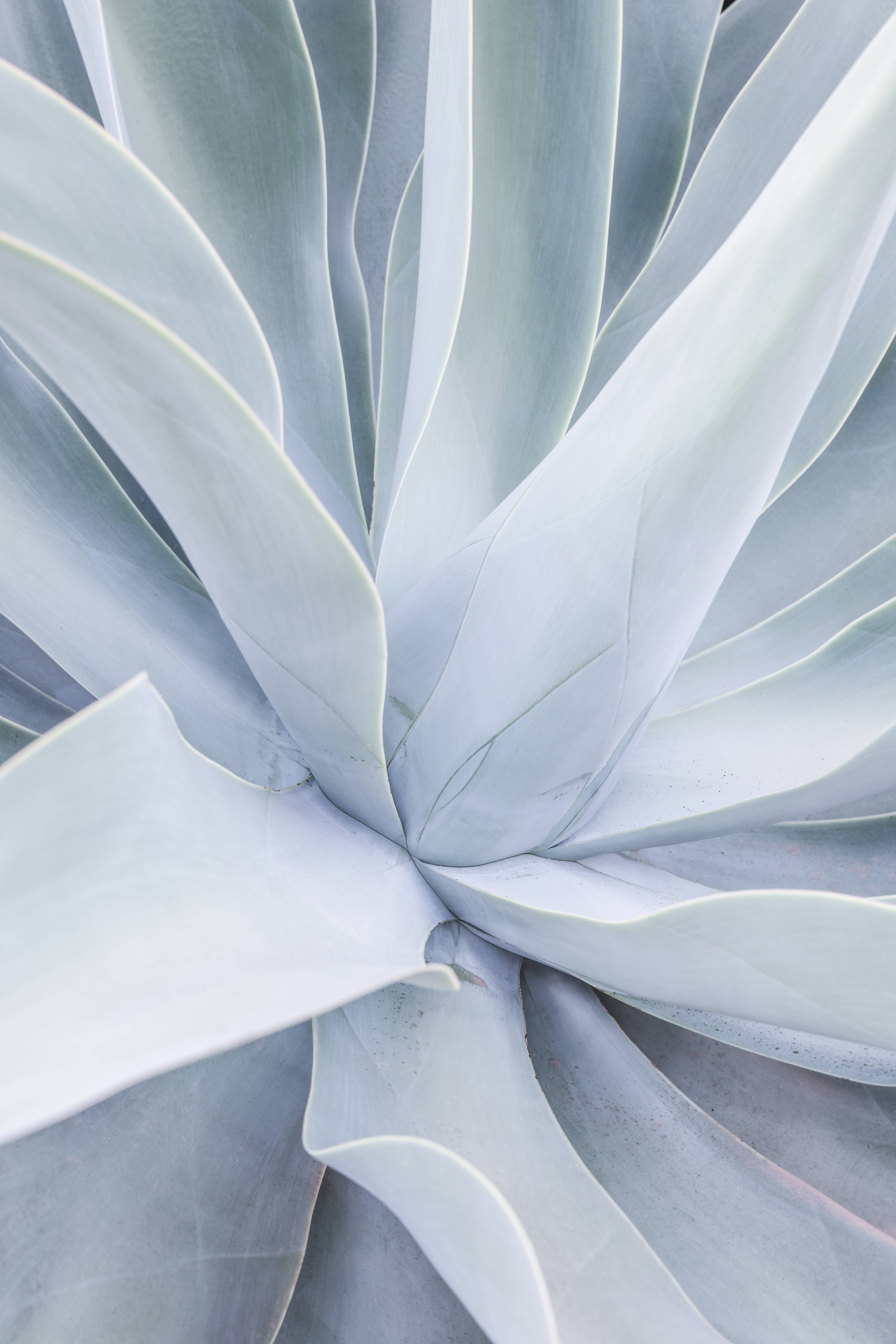 Wandverkleidung Wohnzimmer-Elegantes Eukalyptus-Blatt in kühlem Blau