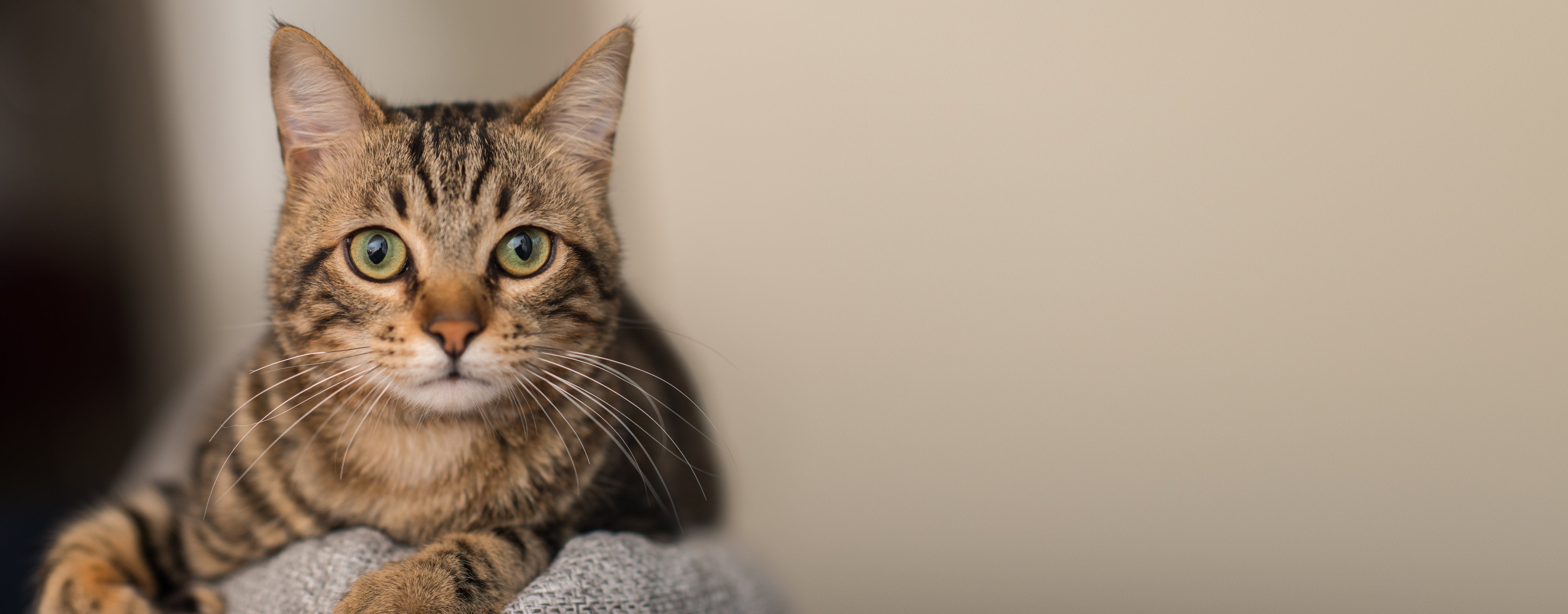 Wandverkleidung Wohnzimmer-Entspannte Hauskatze in Beige-Braun