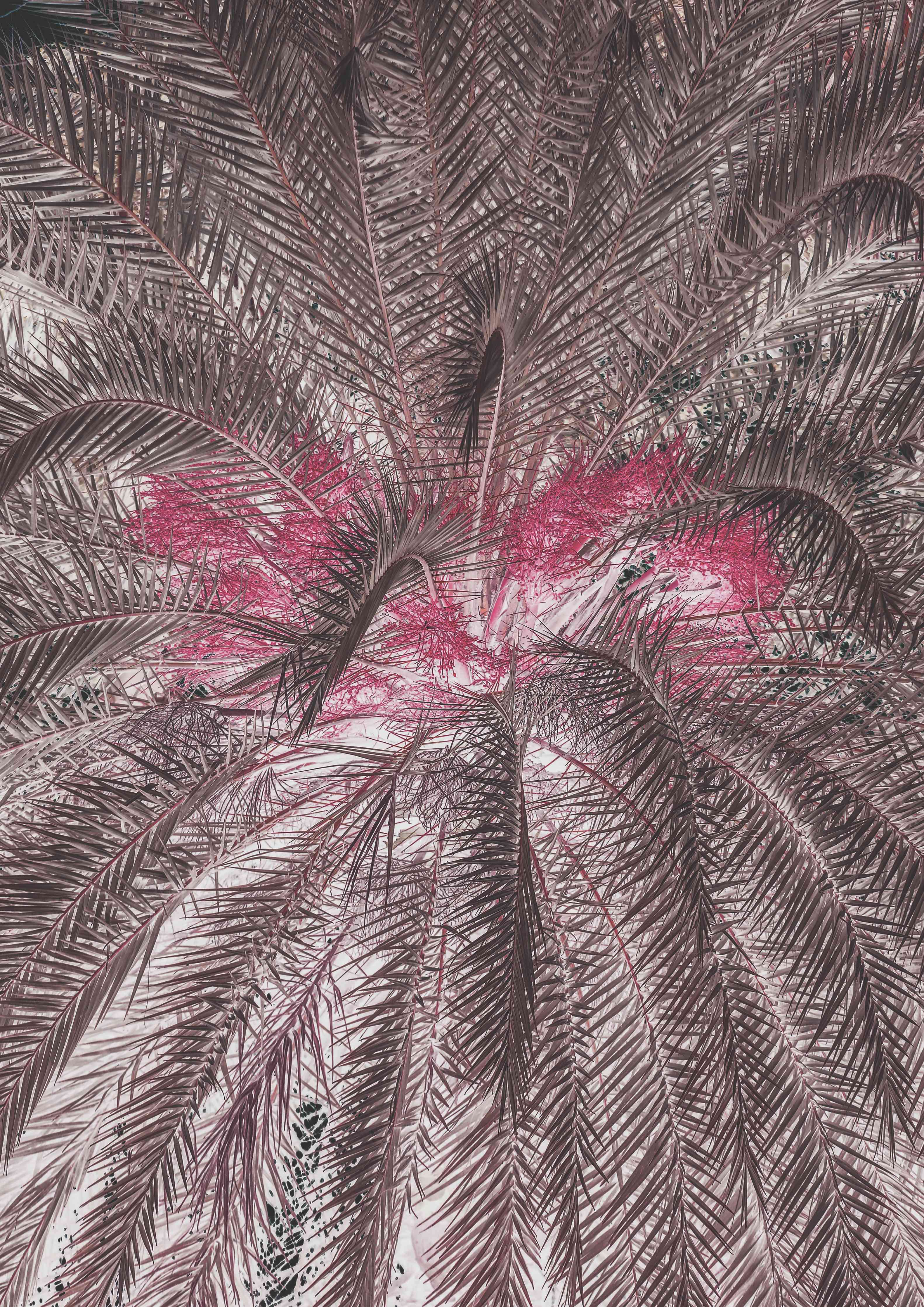Wandverkleidung Wohnzimmer-Exotischer Palmengarten in Pink