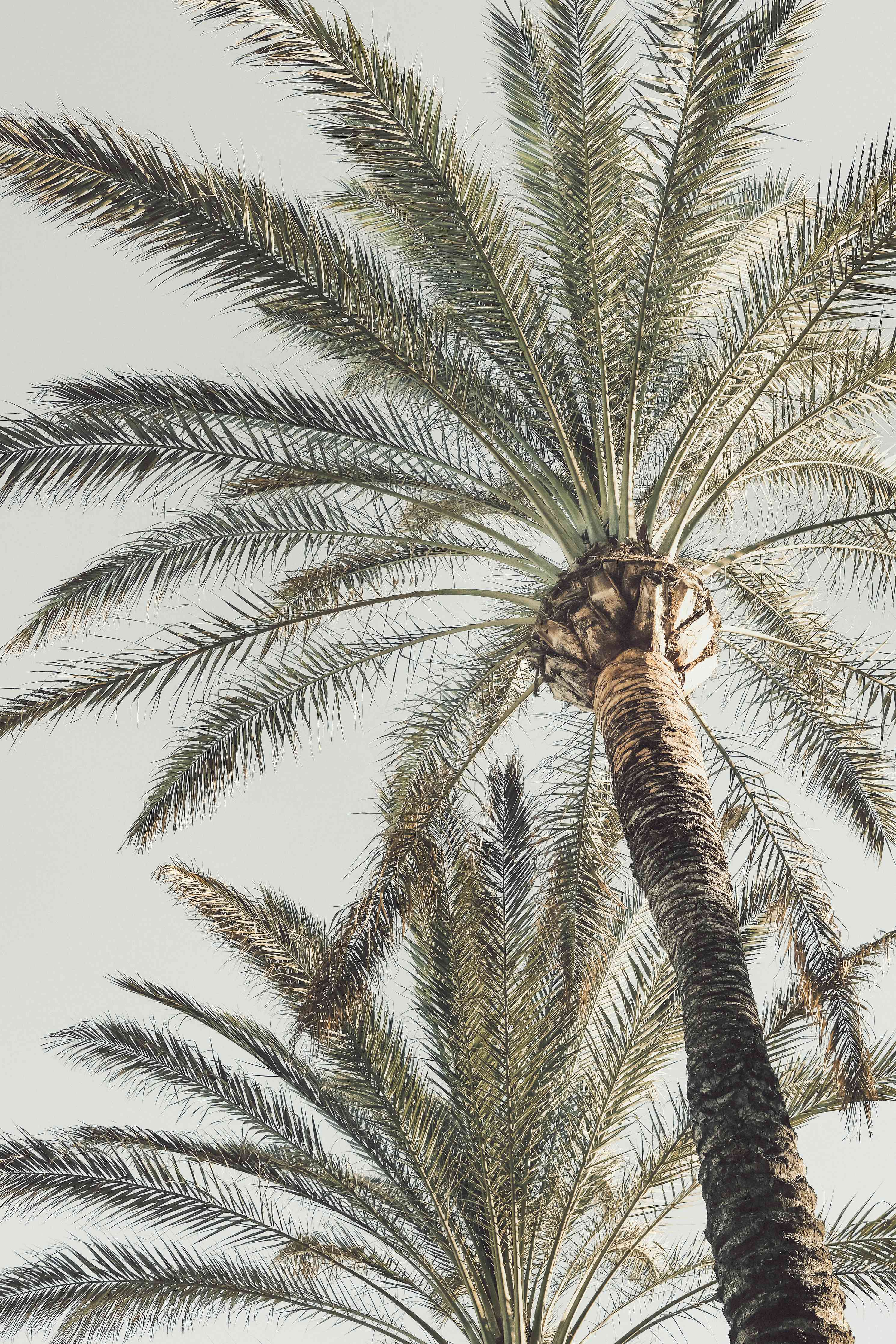 Wandverkleidung Wohnzimmer-Exotischer Palmenhain im Sonnenlicht