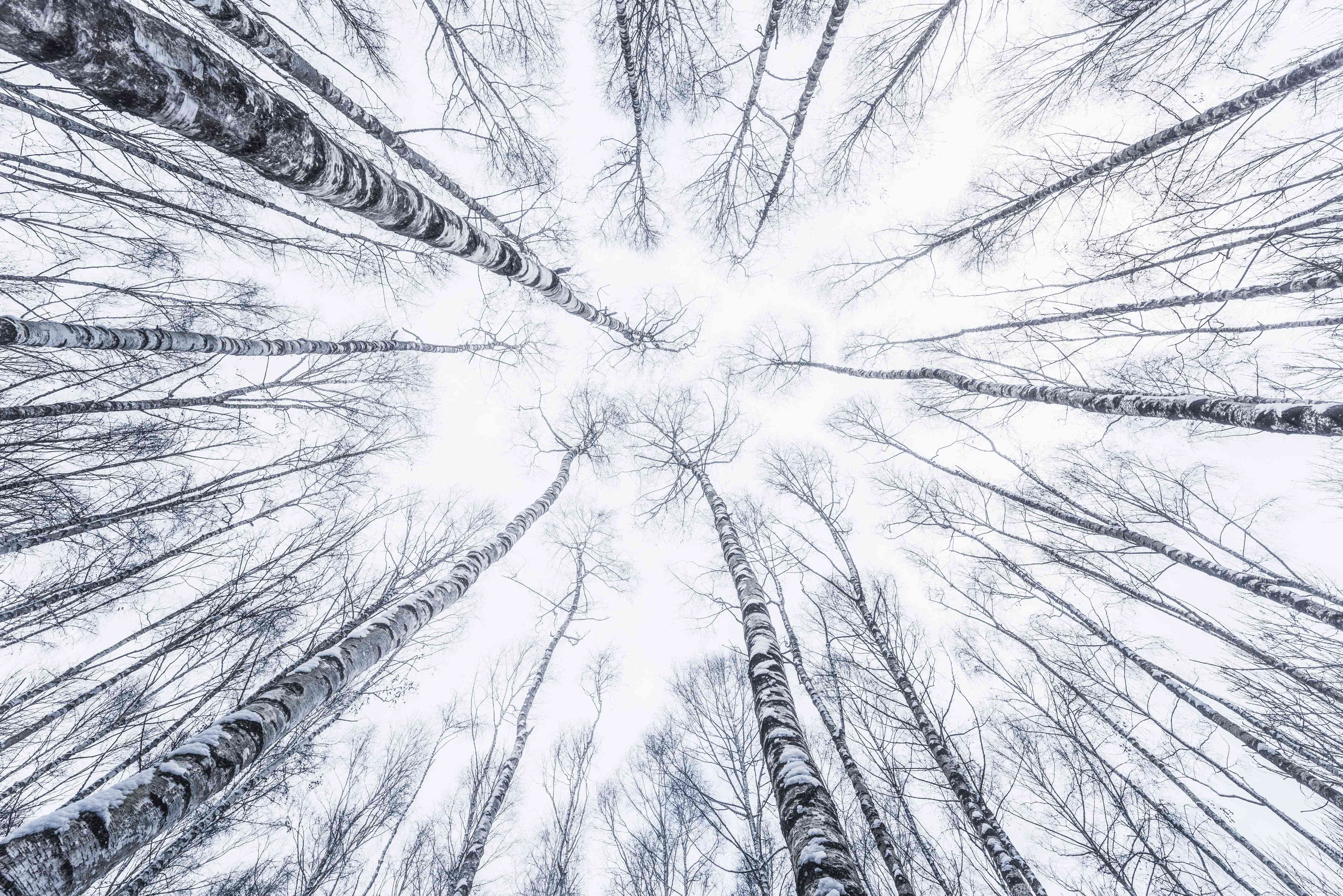 Wandverkleidung Wohnzimmer-Faszinierende Winterlandschaft im Wald