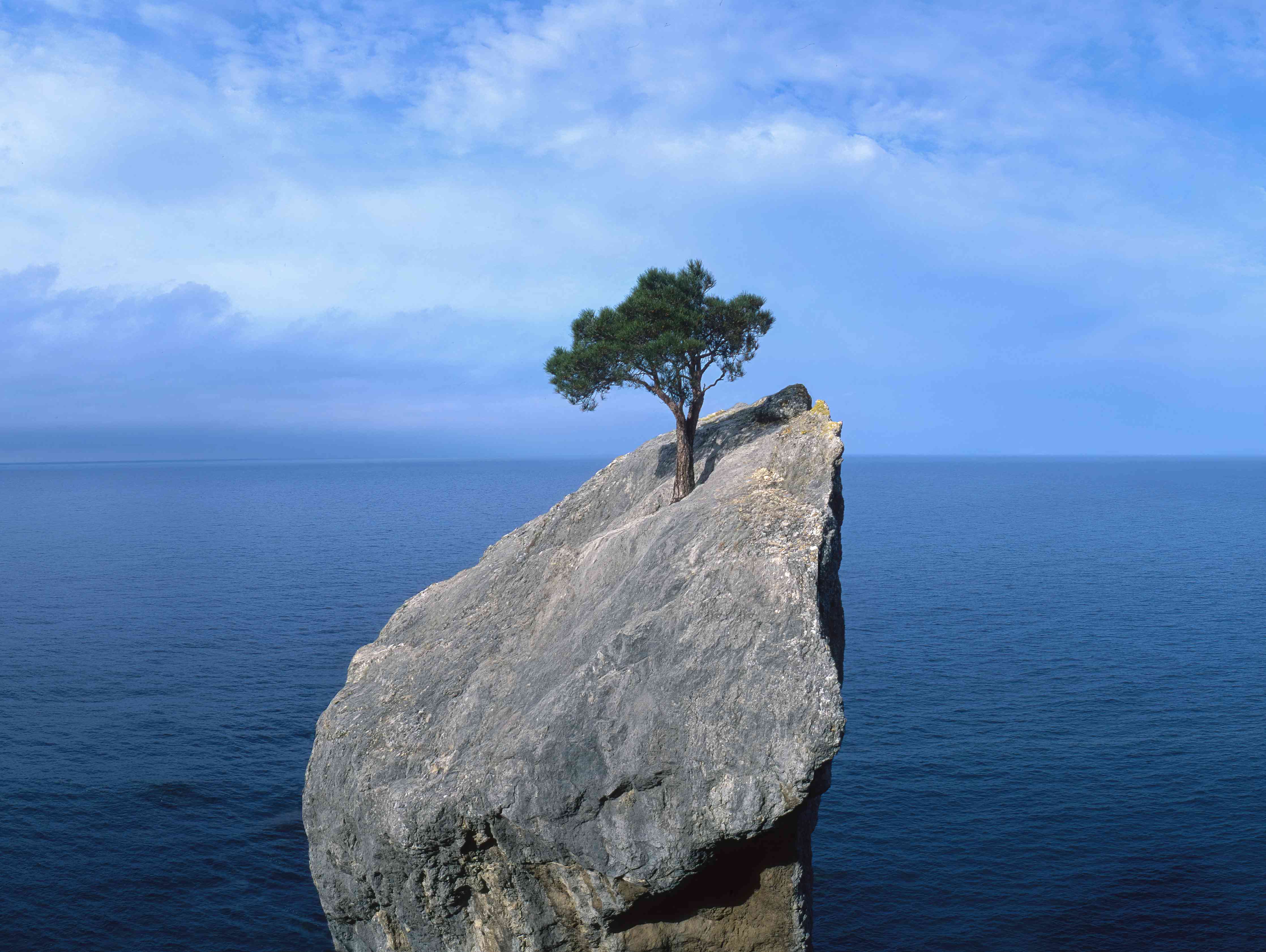 Wandverkleidung Wohnzimmer-Felsen mit Baum vor Meer bei schönem Himmel