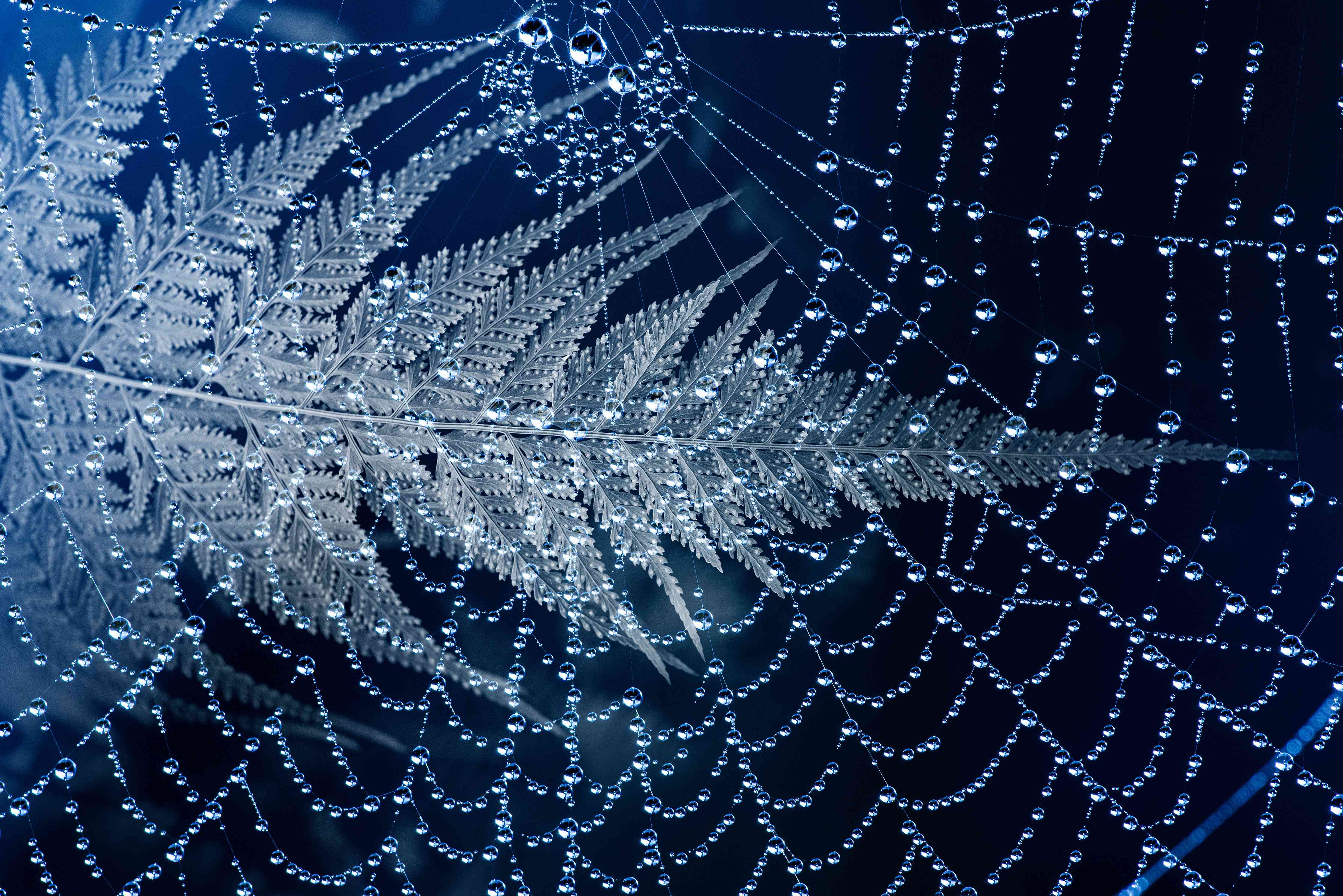 Wandverkleidung Wohnzimmer-Frostige Spinnennetze bei Nacht