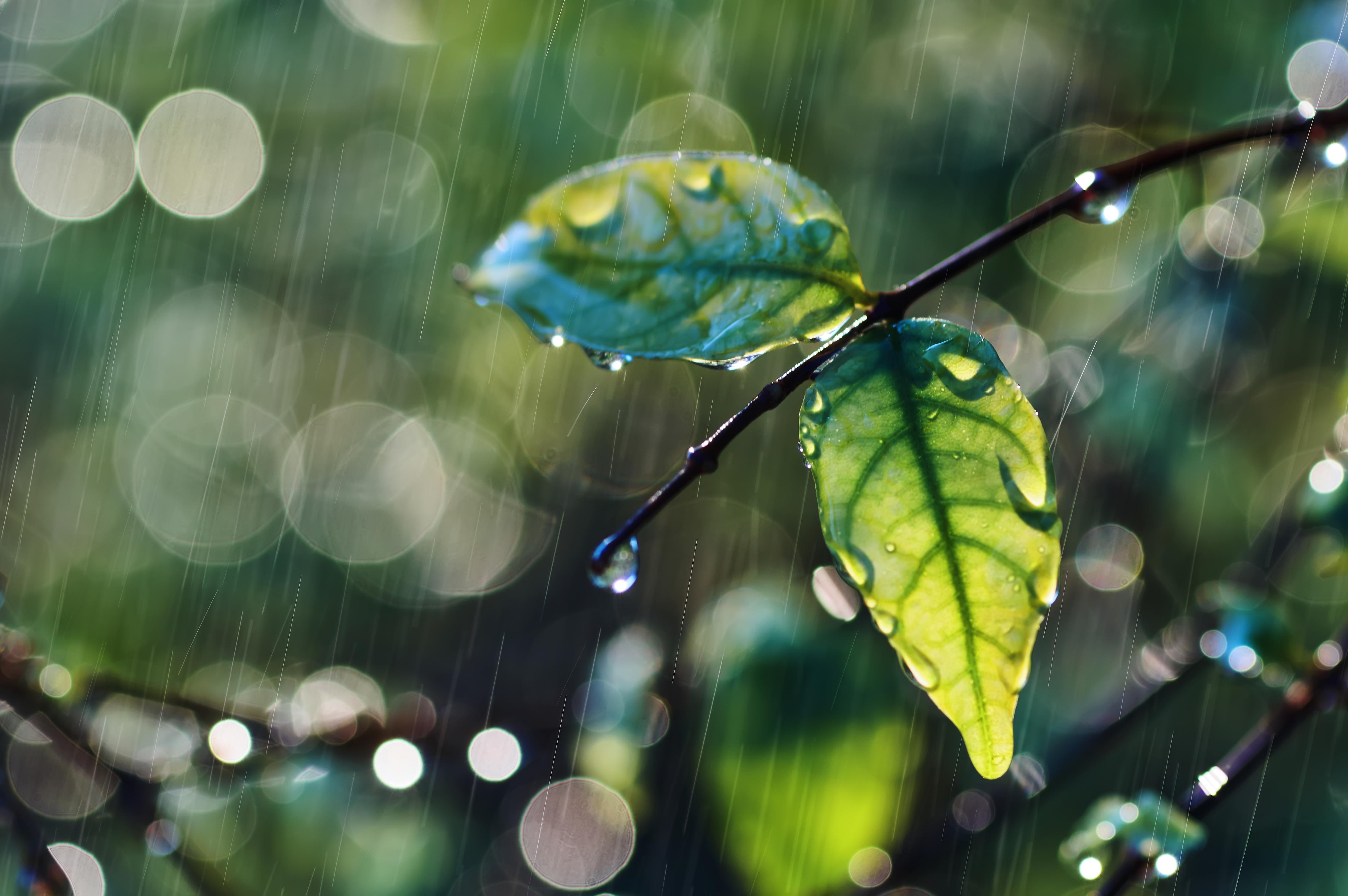 Wandverkleidung Wohnzimmer-Frühlingshafte Blätter im Regen
