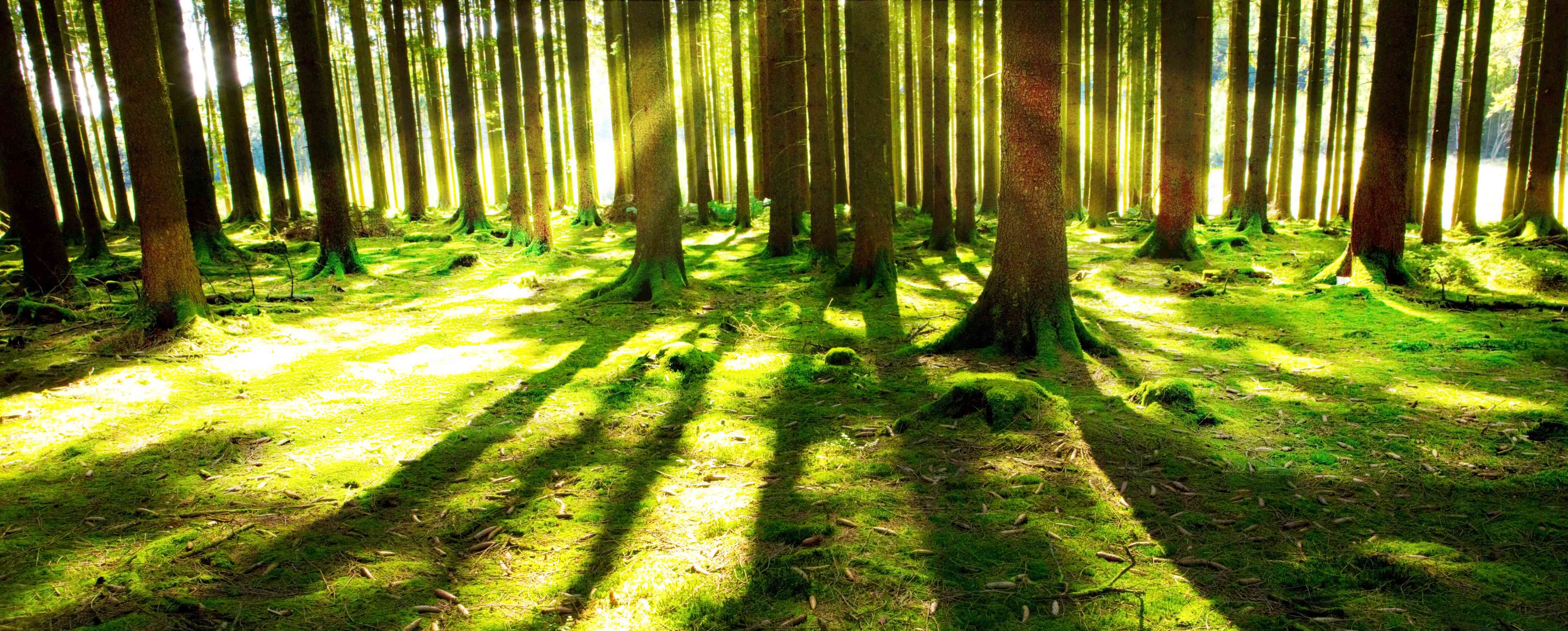Wandverkleidung Wohnzimmer-Graue Schatten im Sonnenwald
