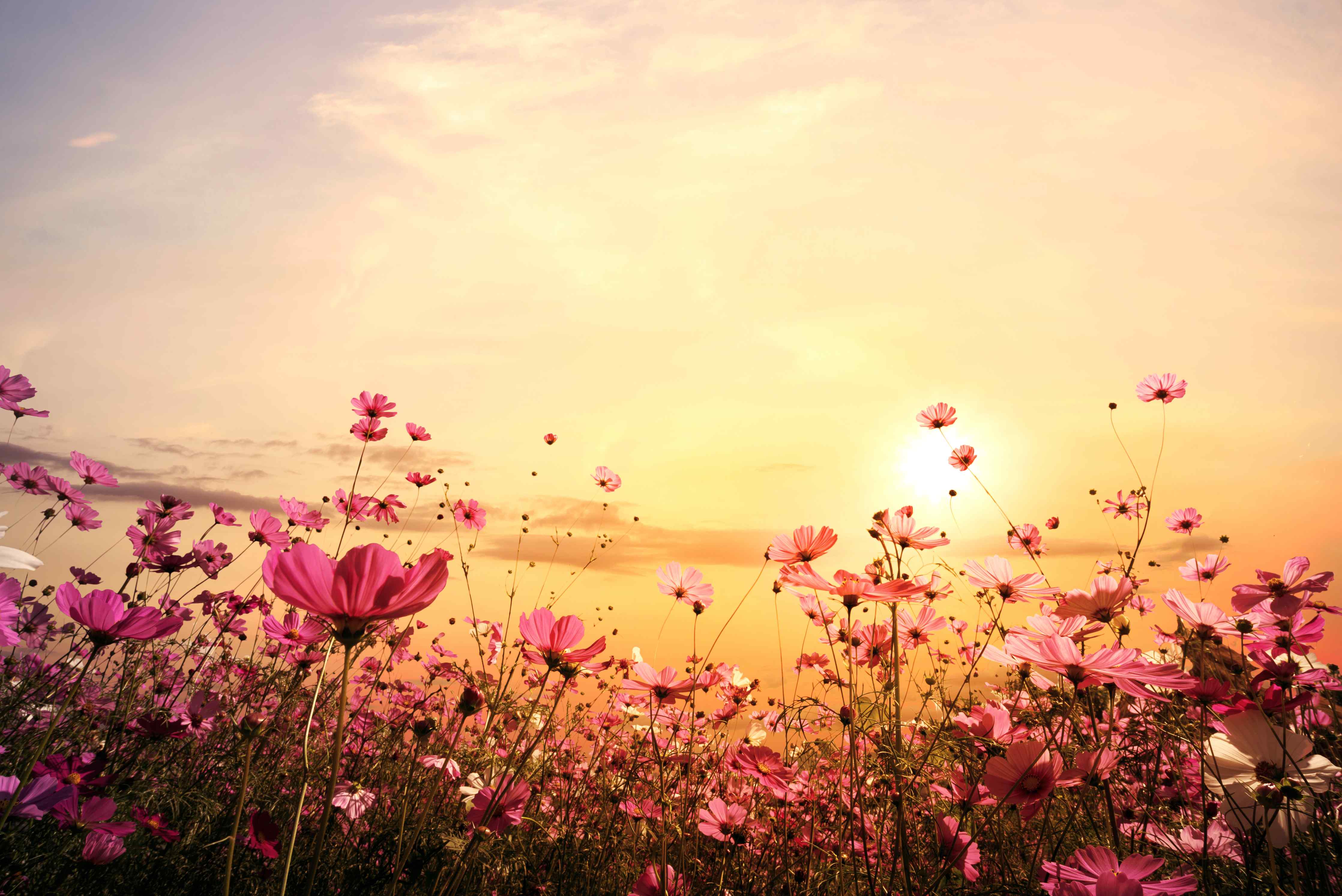 Wandverkleidung Wohnzimmer-Grauer Himmel über blühender Wiese