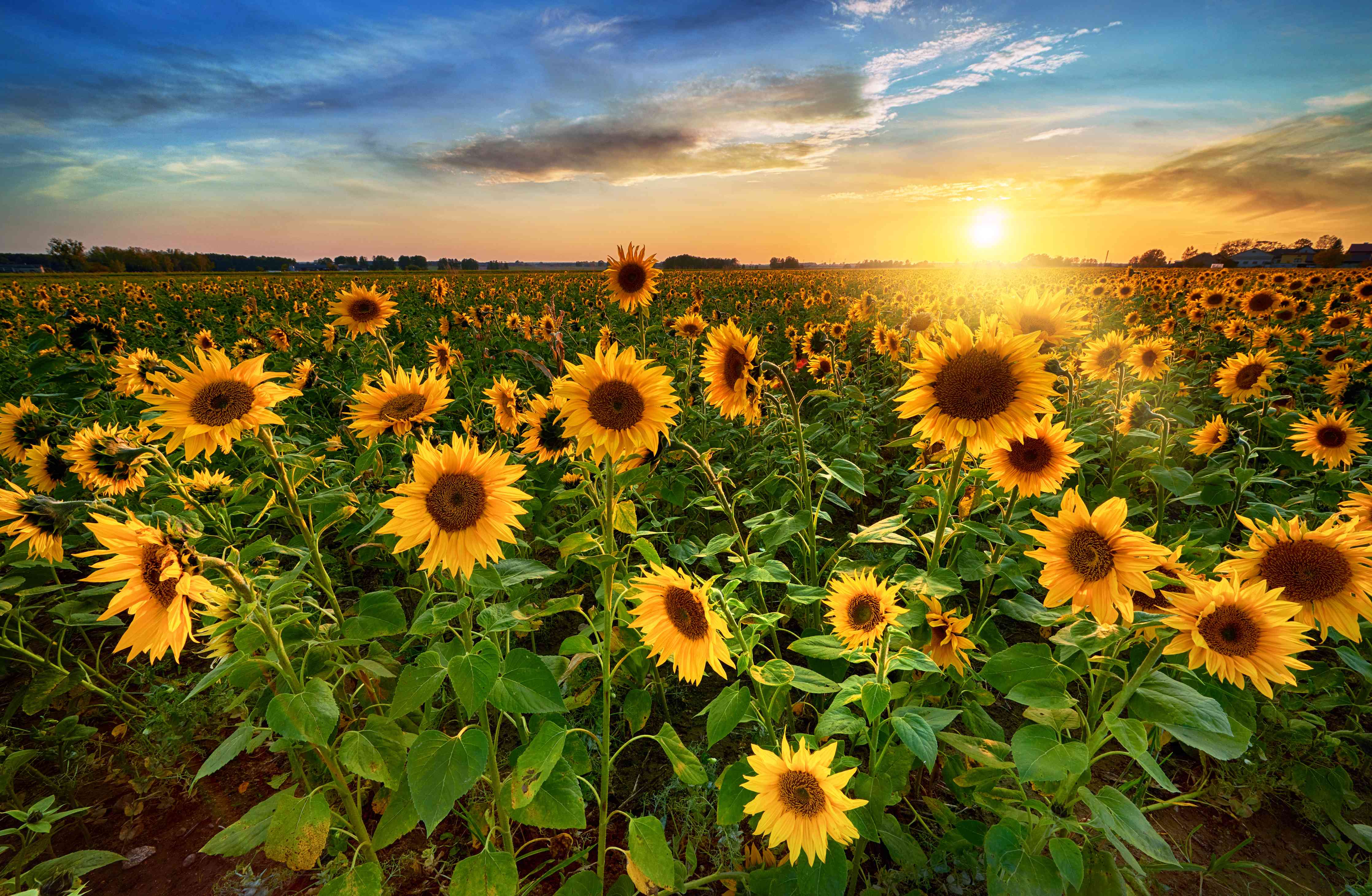 Wandverkleidung Wohnzimmer-Grauwe Sonnenblumen bei Dämmerung