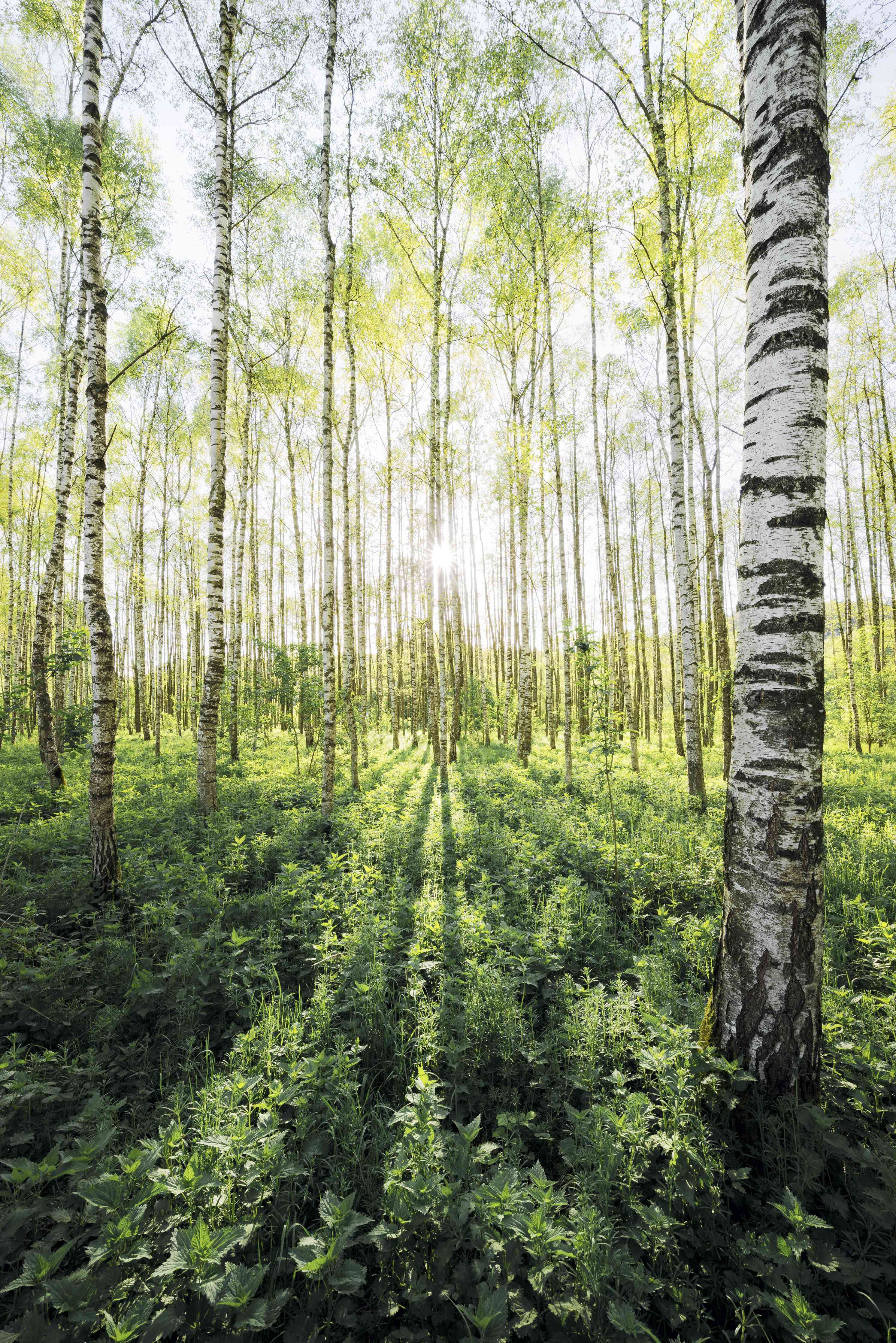 Wandverkleidung Wohnzimmer-Heller Birkenwald im Frühling