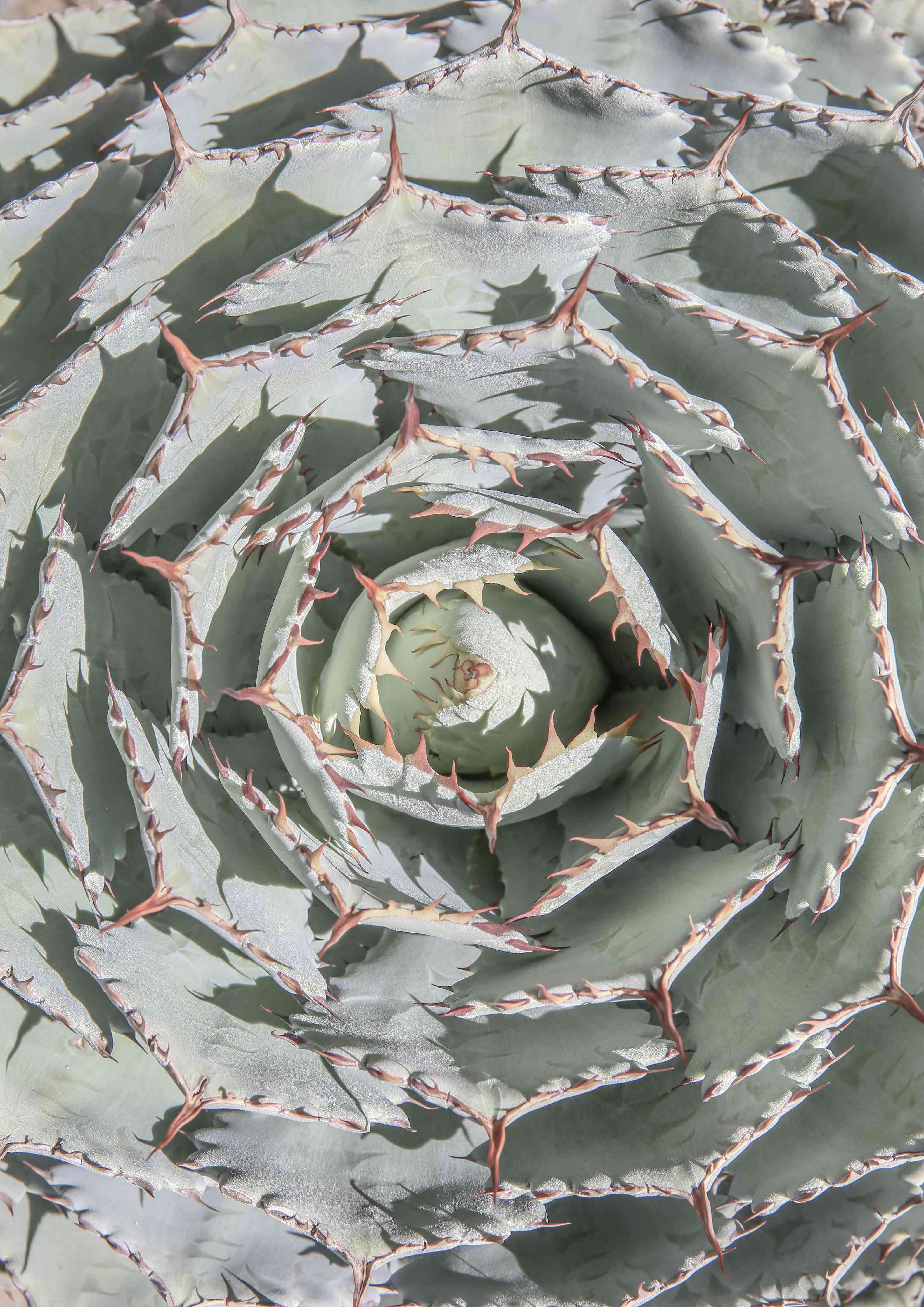 Wandverkleidung Wohnzimmer-Impressionen einer Aloe Vera