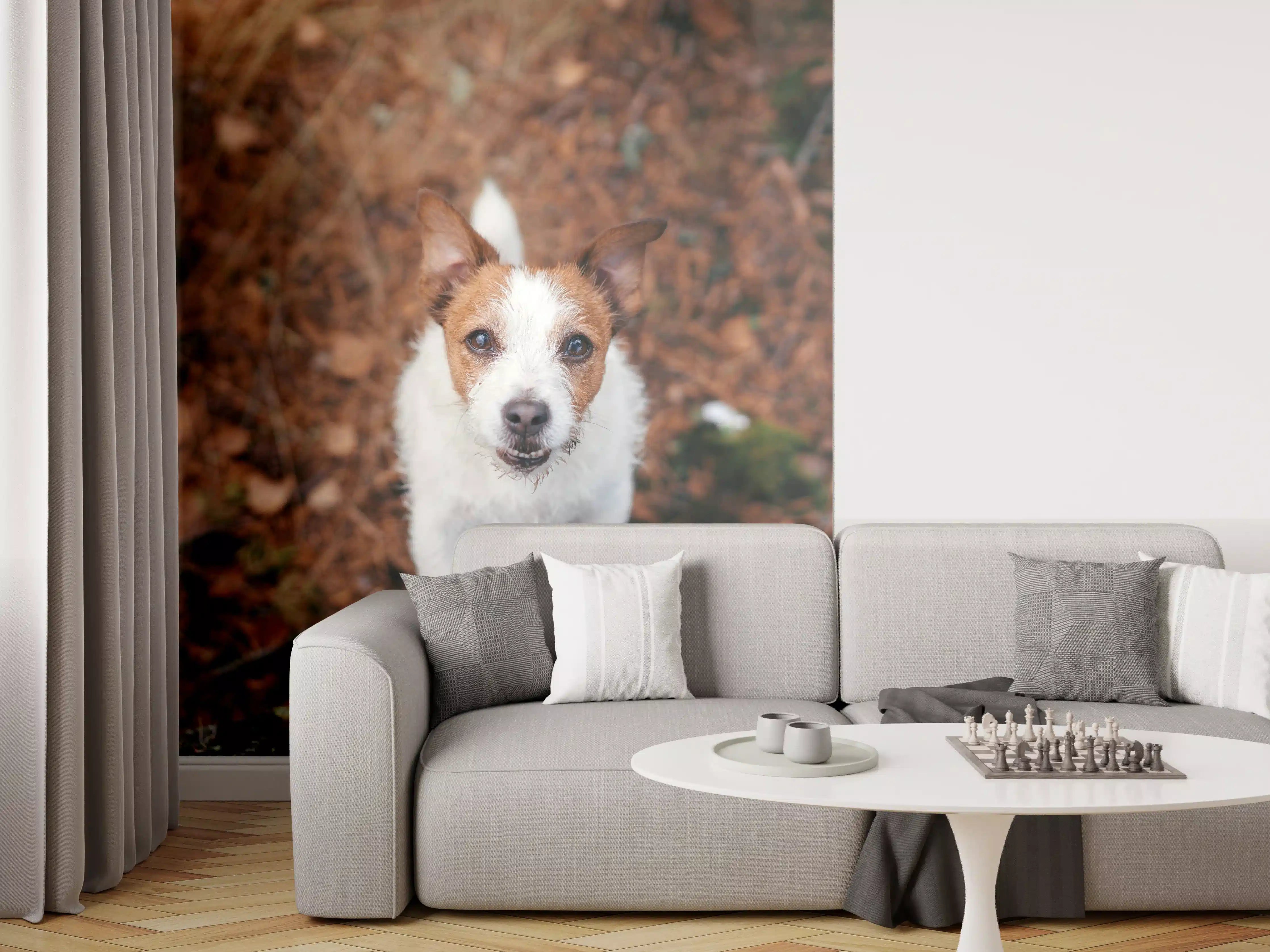 Wandverkleidung Wohnzimmer - Jack Russell im herbstlichen Park