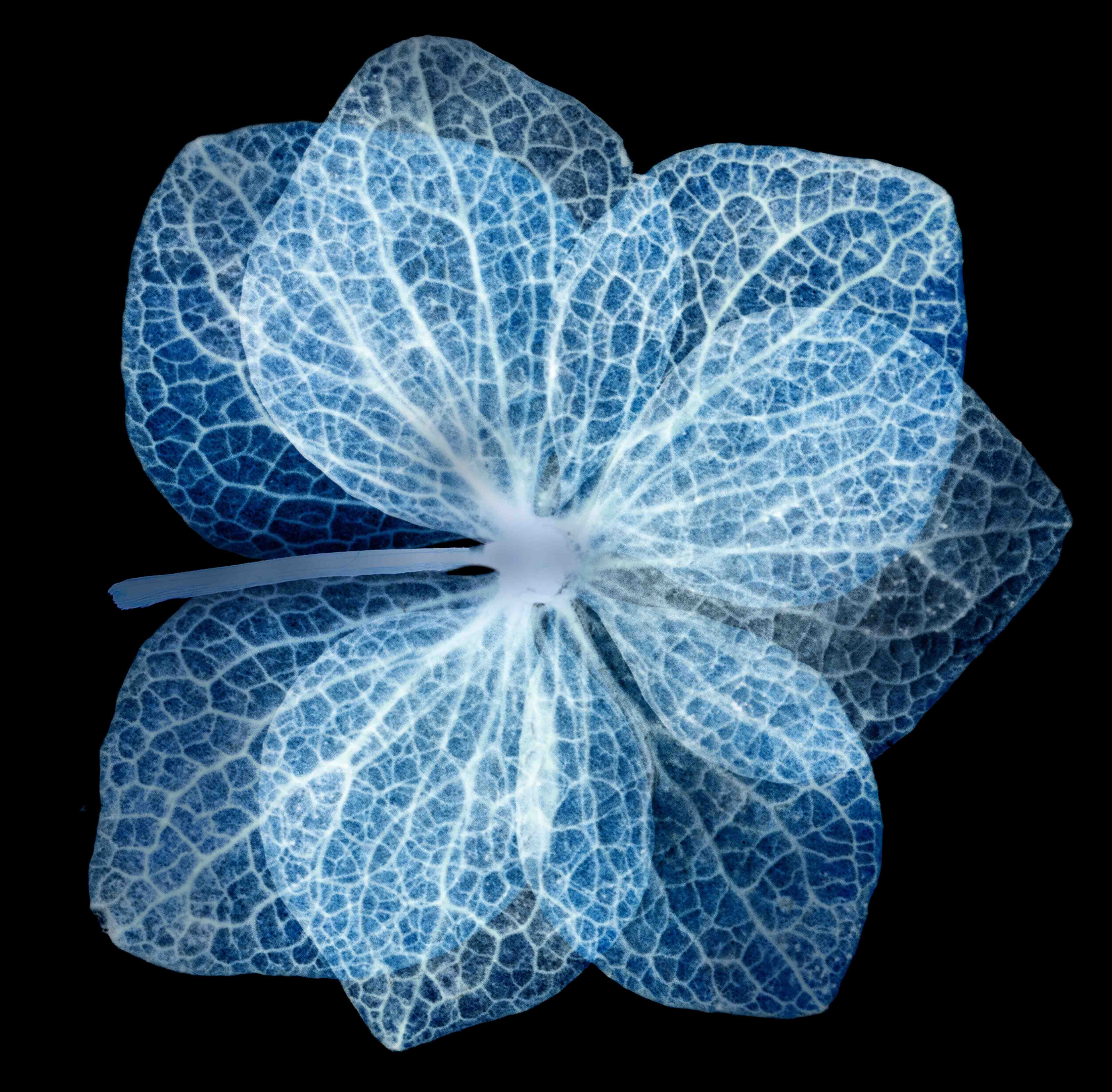 Wandverkleidung Wohnzimmer-Leuchtende blaue Hortensie auf Schwarz