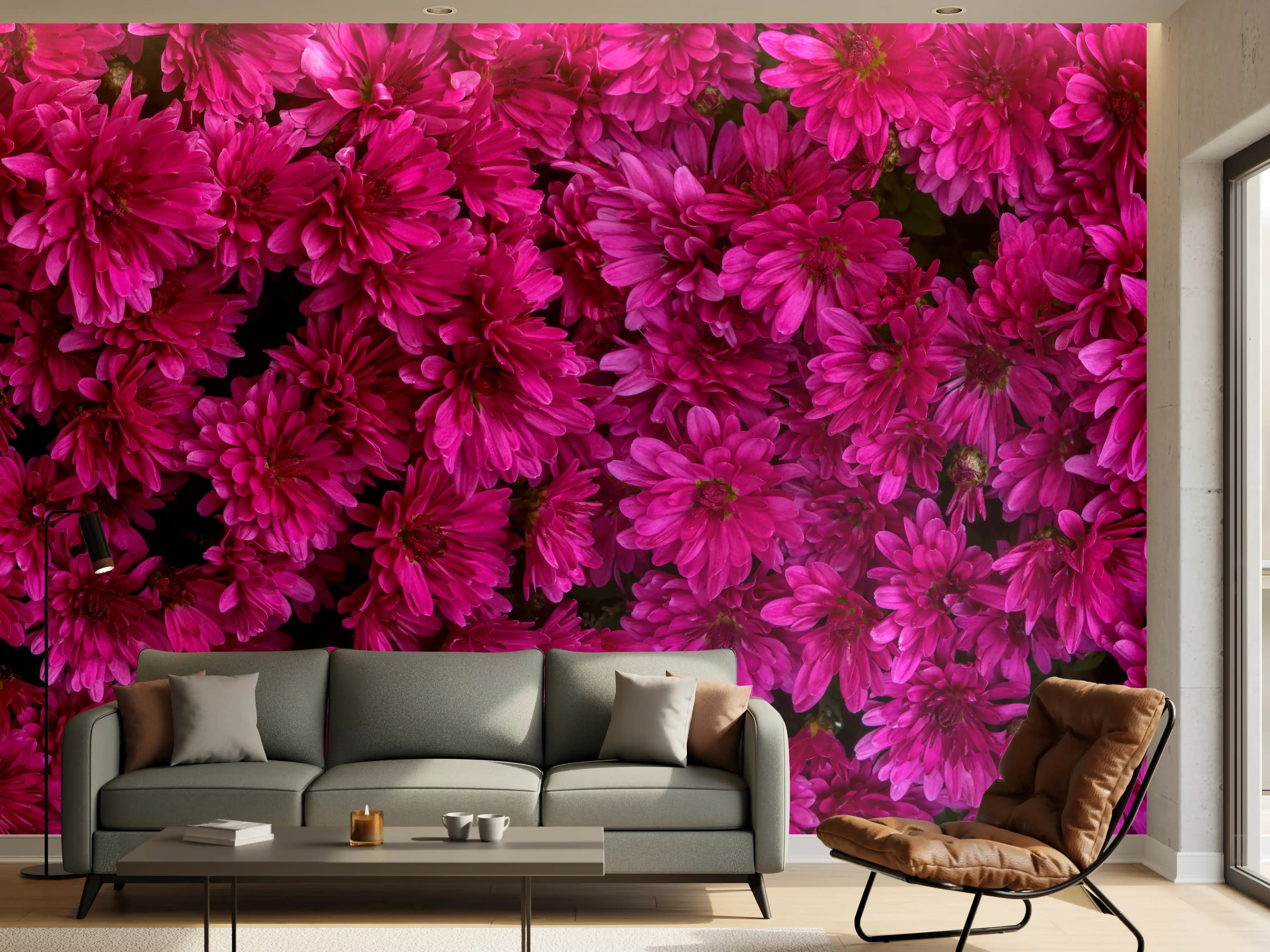 Wandverkleidung Wohnzimmer - Magenta Blüten von Chrysanthemen