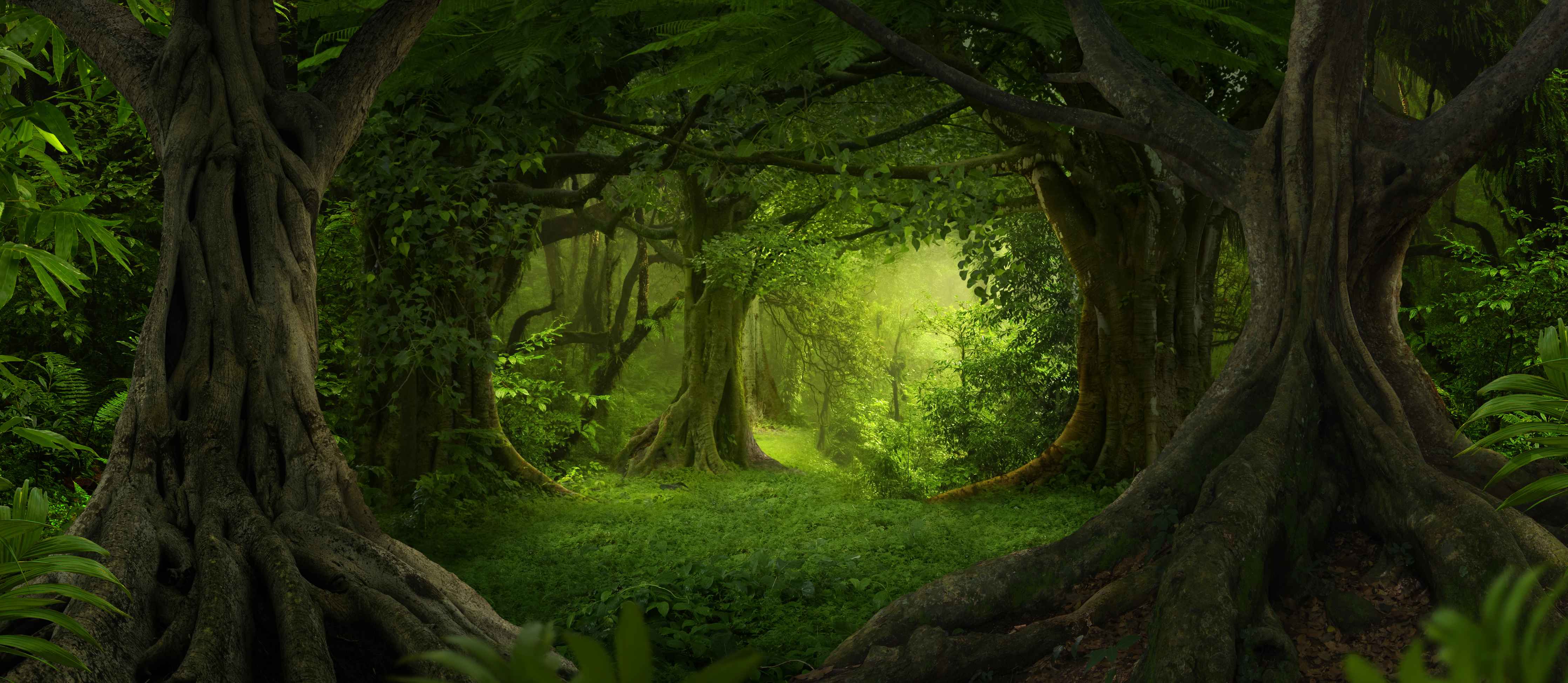 Wandverkleidung Wohnzimmer-Magischer Blick in den grünen Wald