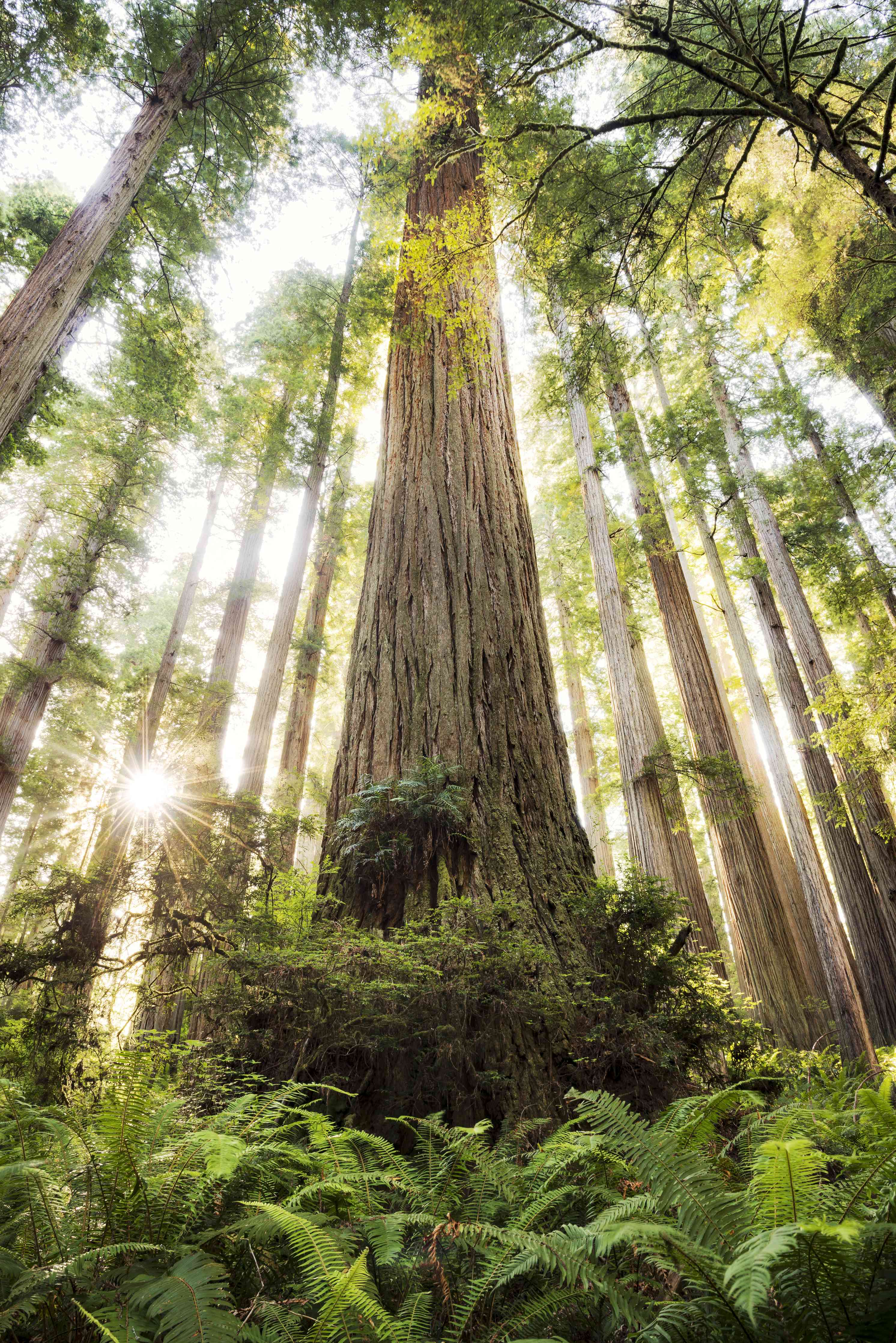 Wandverkleidung Wohnzimmer-Majestätischer Waldbaum im Sonnenlicht