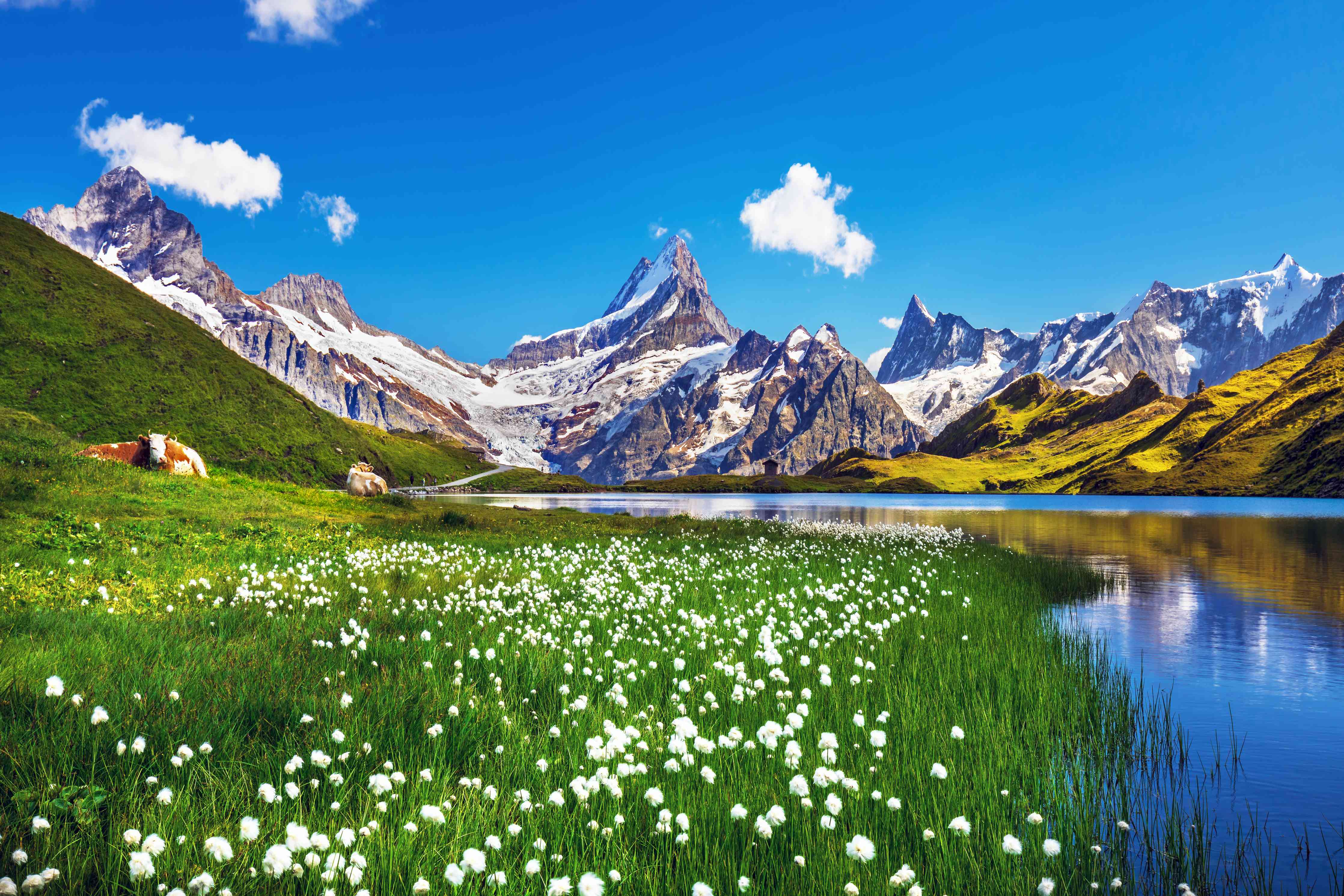 Wandverkleidung Wohnzimmer-Malerische Berglandschaft mit See und Blumen