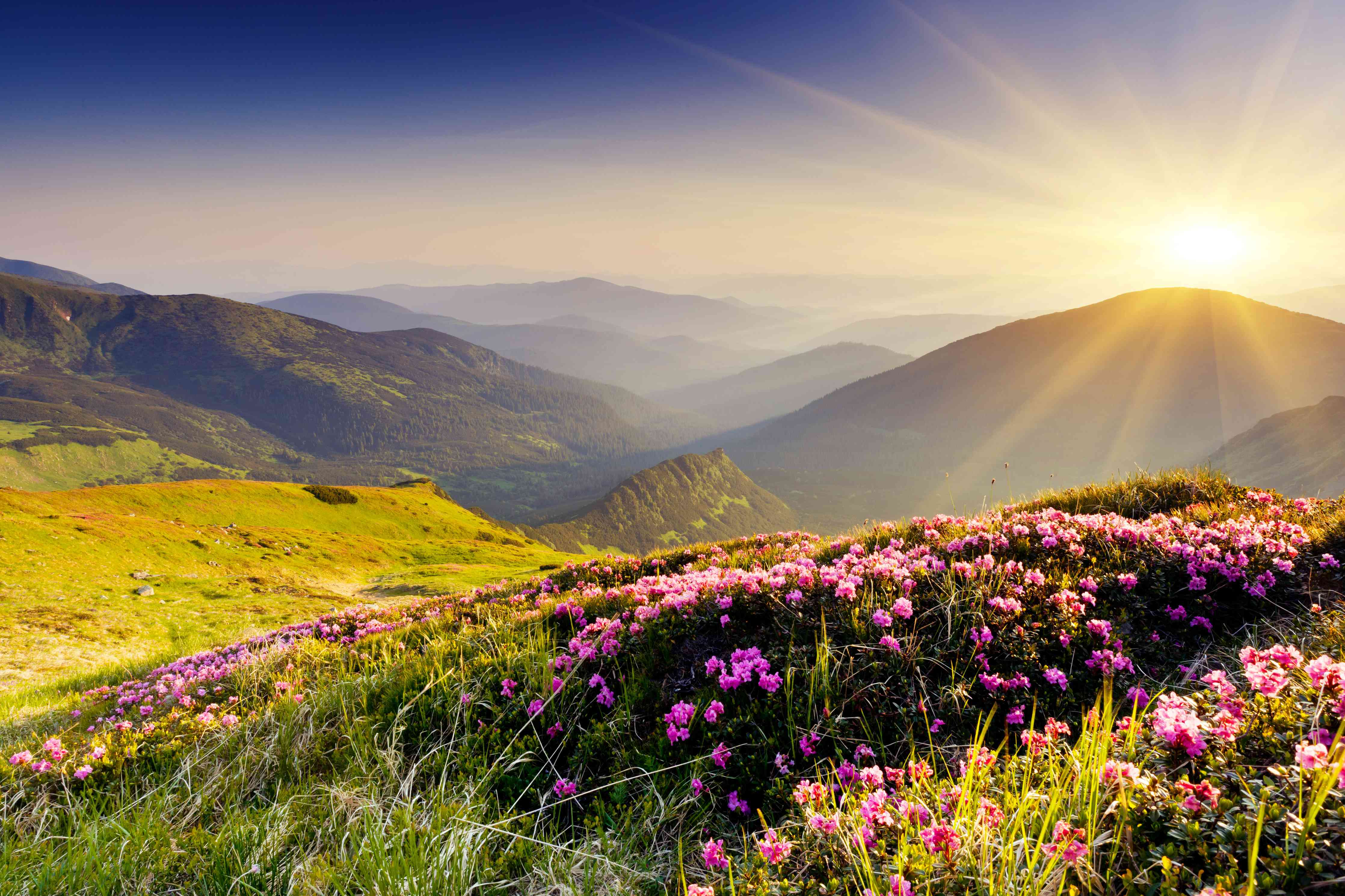 Wandverkleidung Wohnzimmer-Malerischer Sonnenaufgang über blühender Berglandschaft