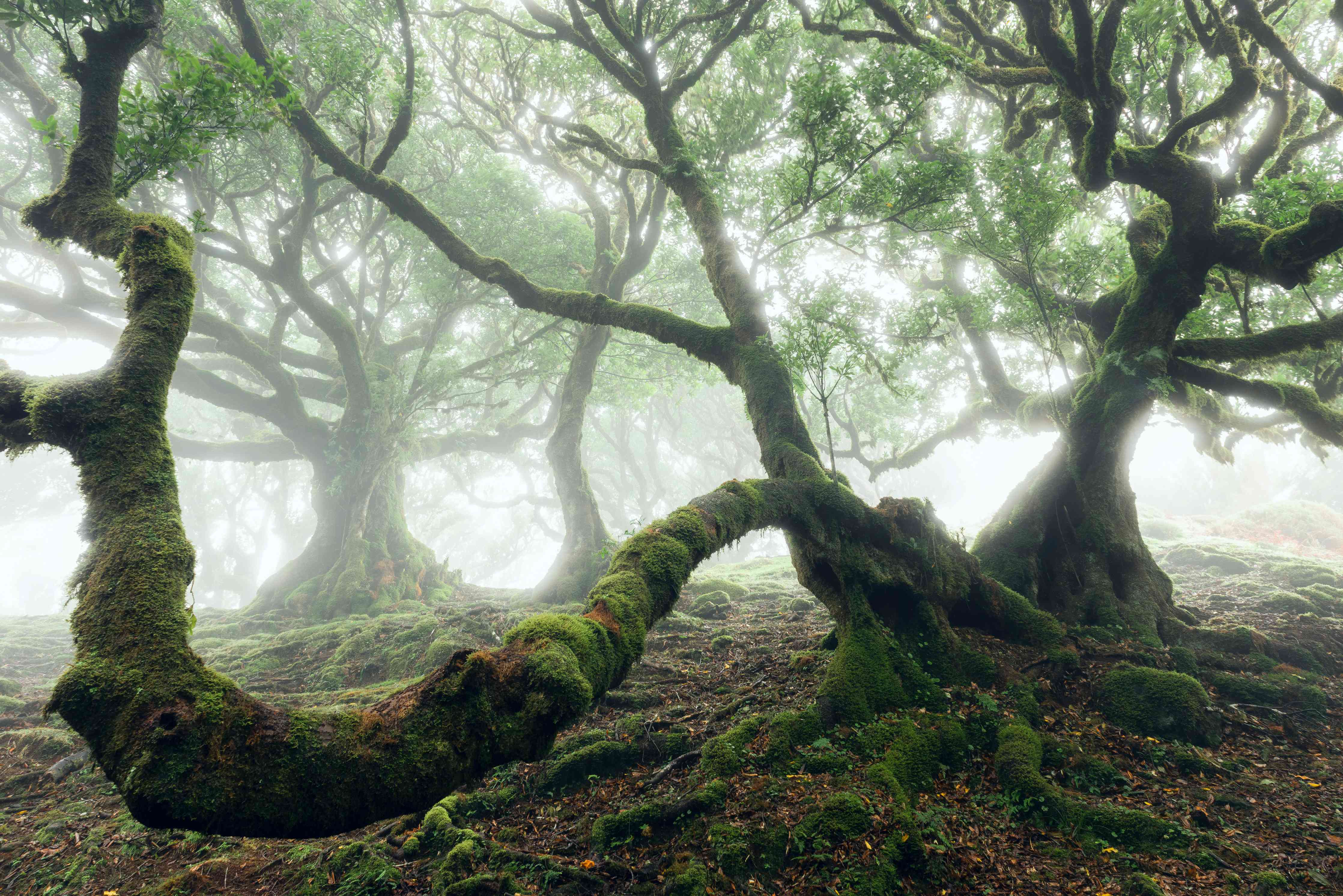 Wandverkleidung Wohnzimmer-Mystischer Baum im Nebelwald