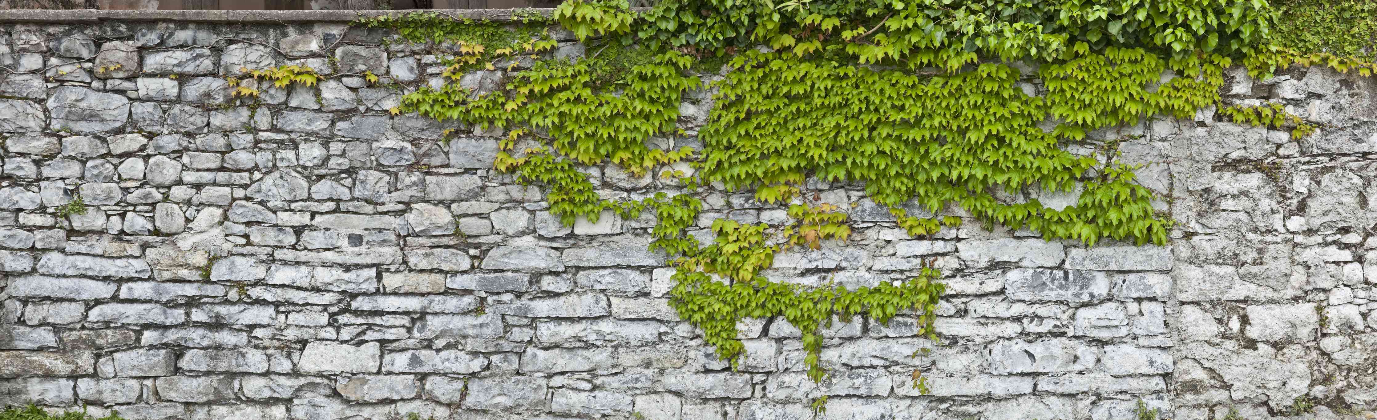 Wandverkleidung Wohnzimmer-Natursteinmauer mit Weinlaub