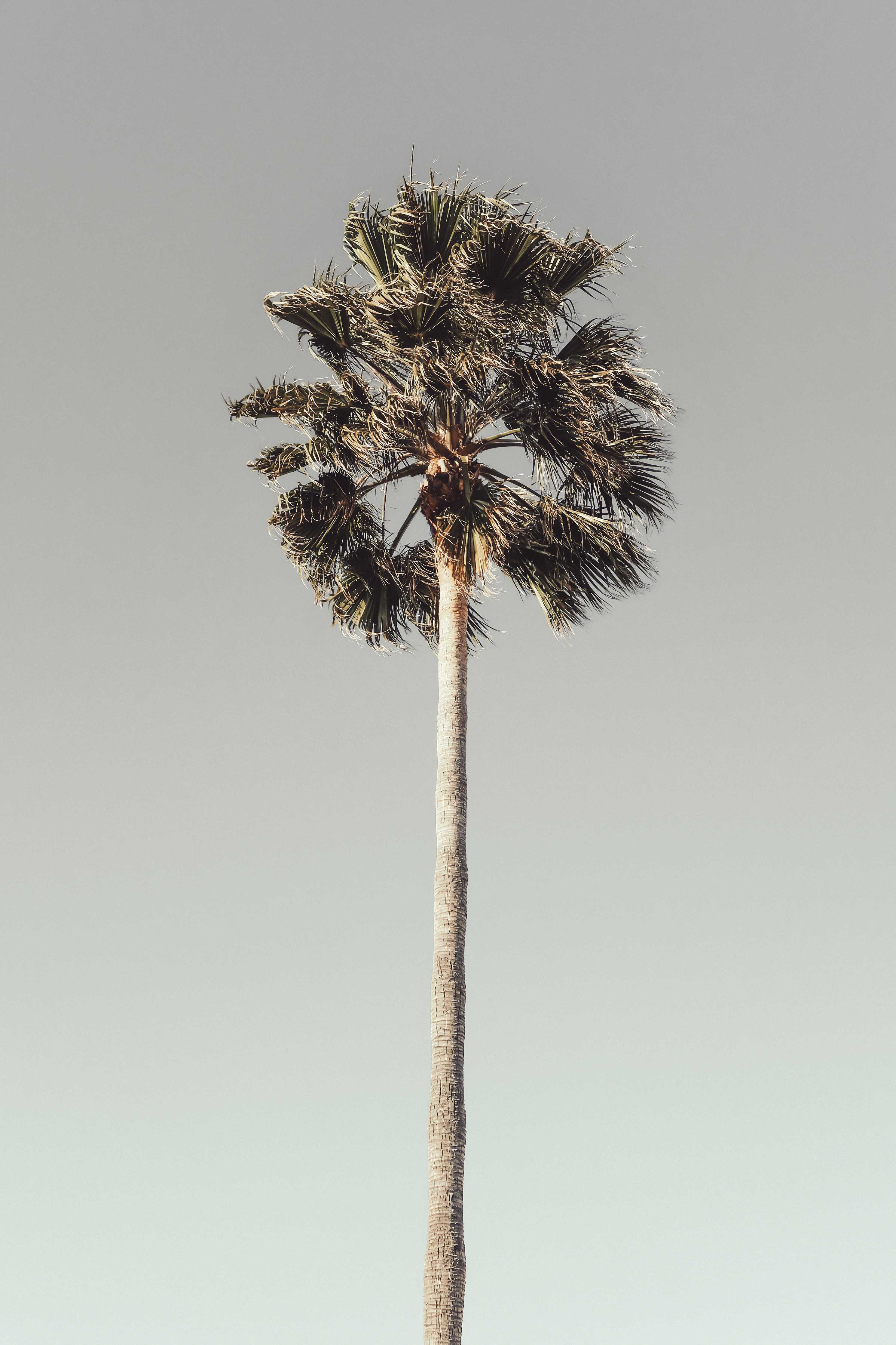 Wandverkleidung Wohnzimmer-Palmenbaum vor wolkigem Himmel