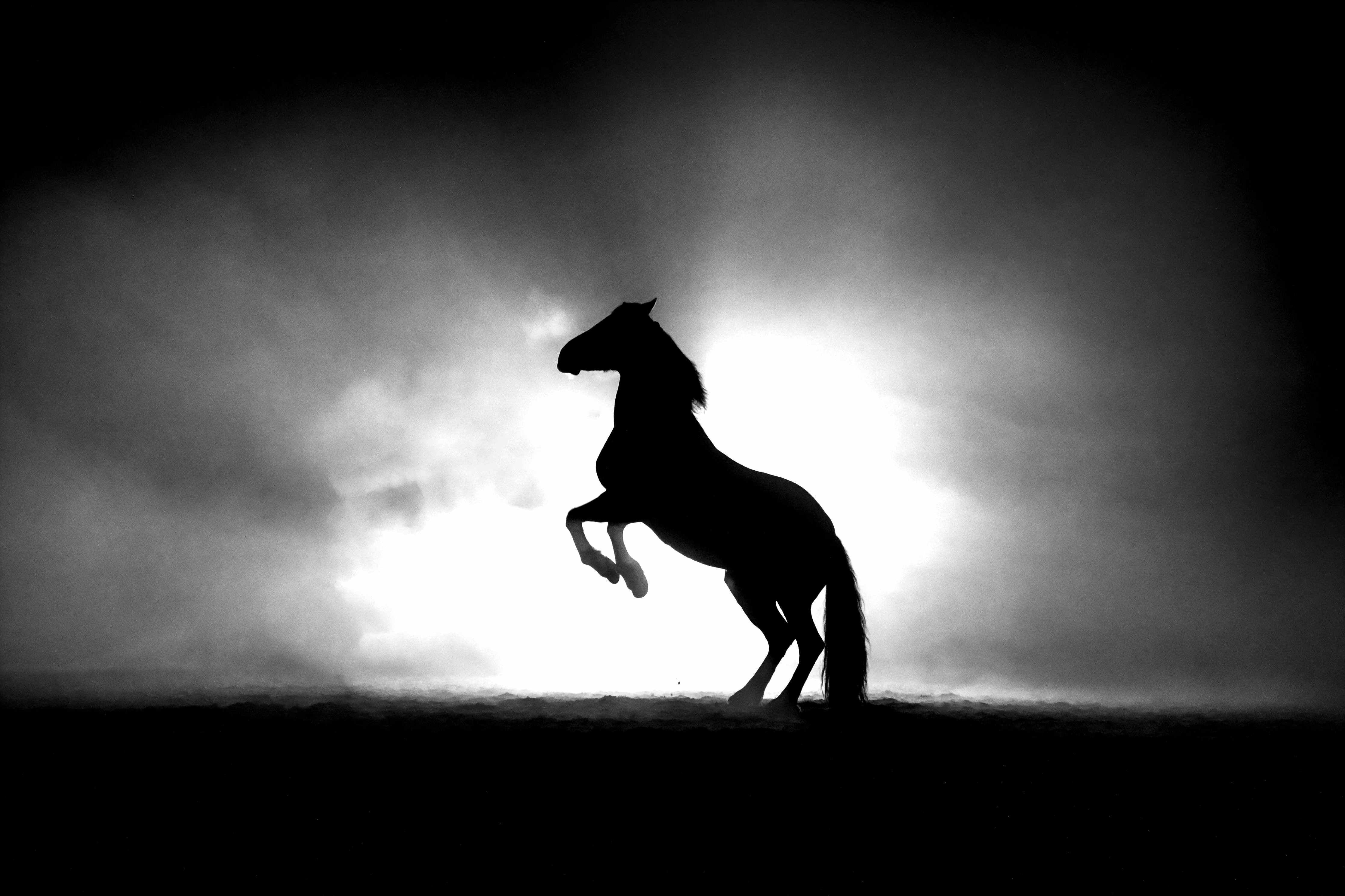Wandverkleidung Wohnzimmer-Pferd-Aufzucht in Schwarz-Weiß