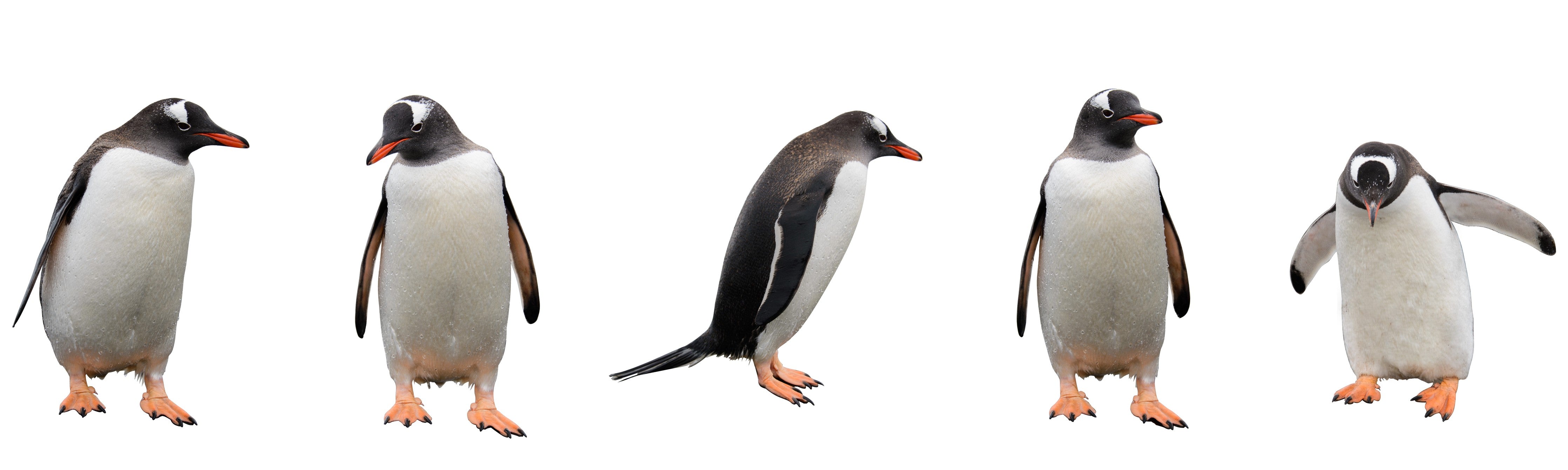 Wandverkleidung Wohnzimmer-Pinguine auf weißem Hintergrund