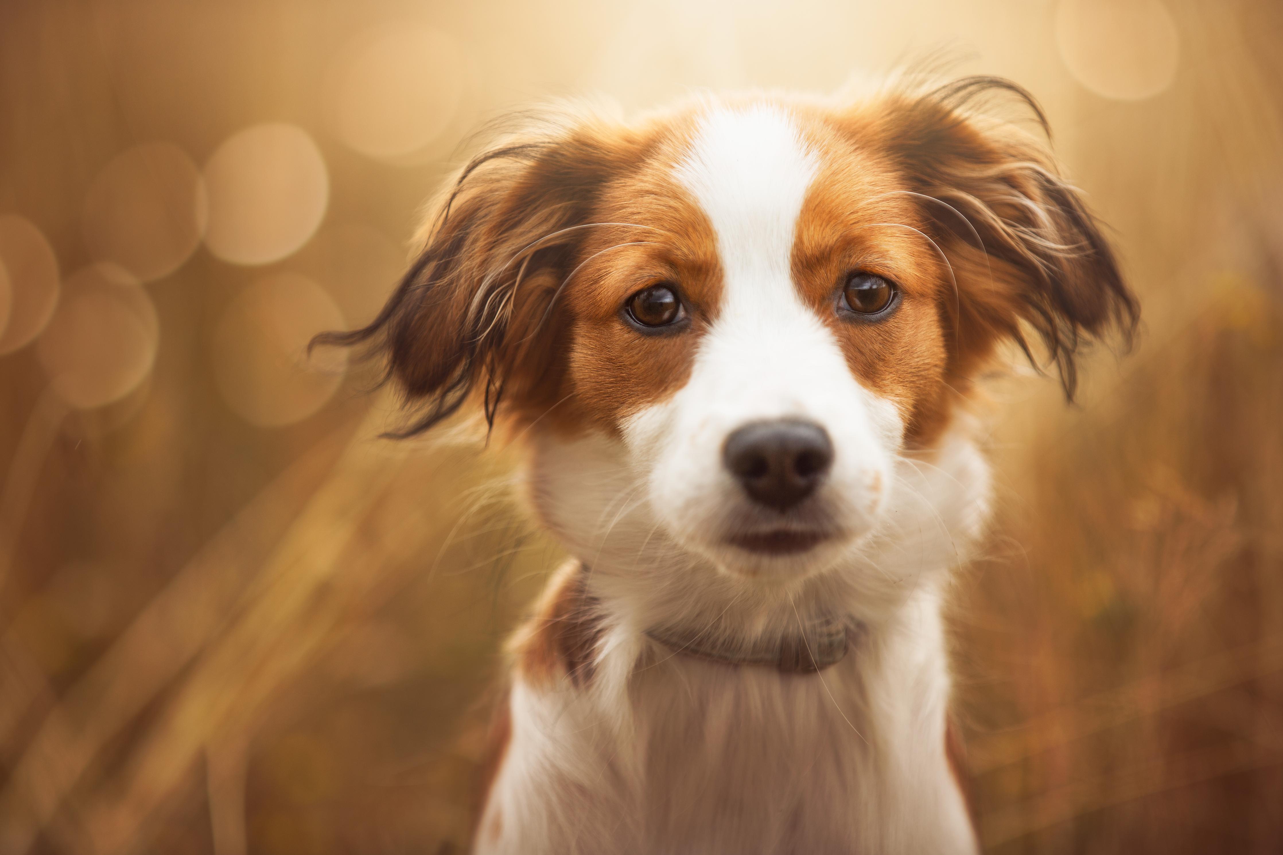 Wandverkleidung Wohnzimmer-Portrait eines süßen Kooiker Hundes