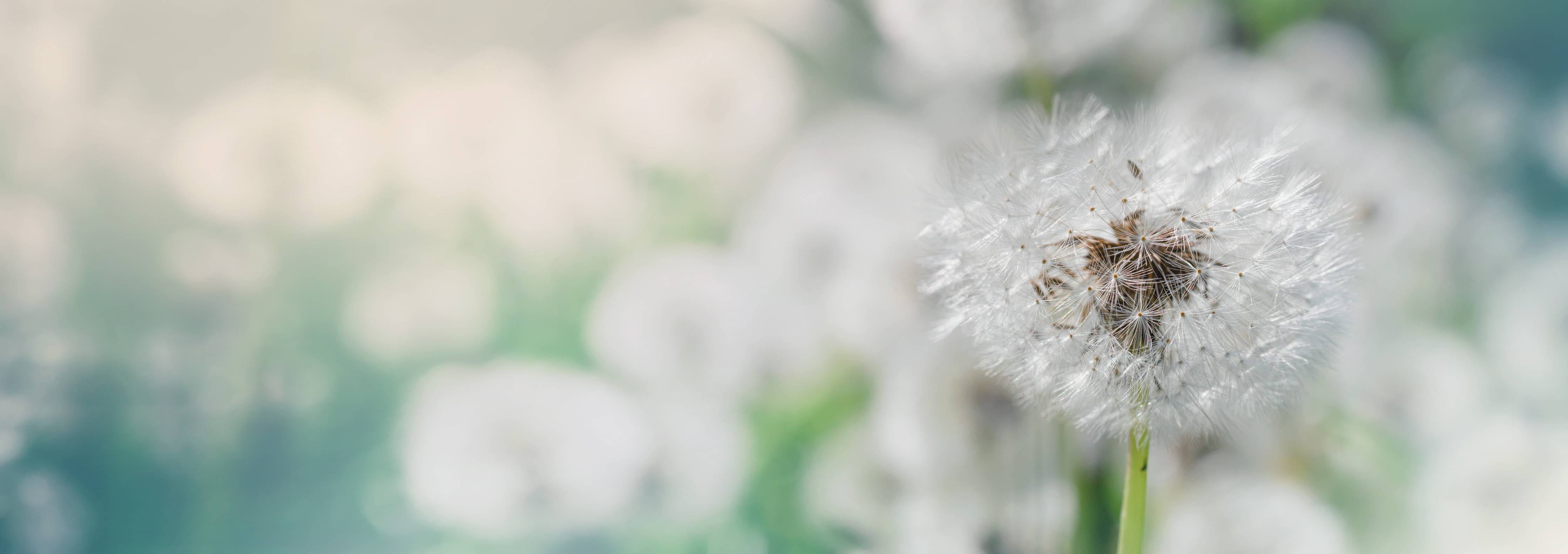 Wandverkleidung Wohnzimmer-Pusteblume in Türkis-Weiß