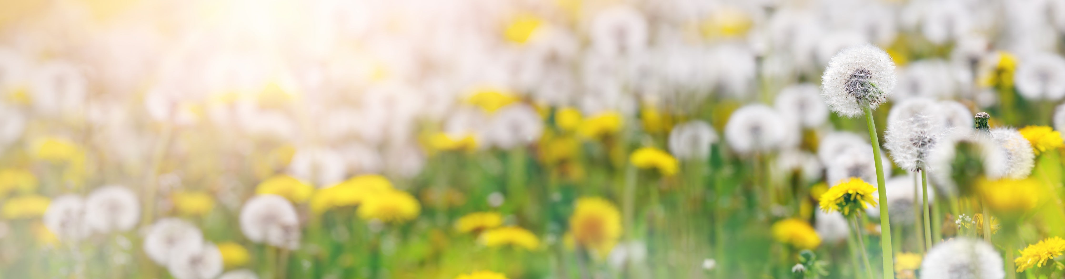 Wandverkleidung Wohnzimmer-Pusteblumen-Wiese Gelb Weiß