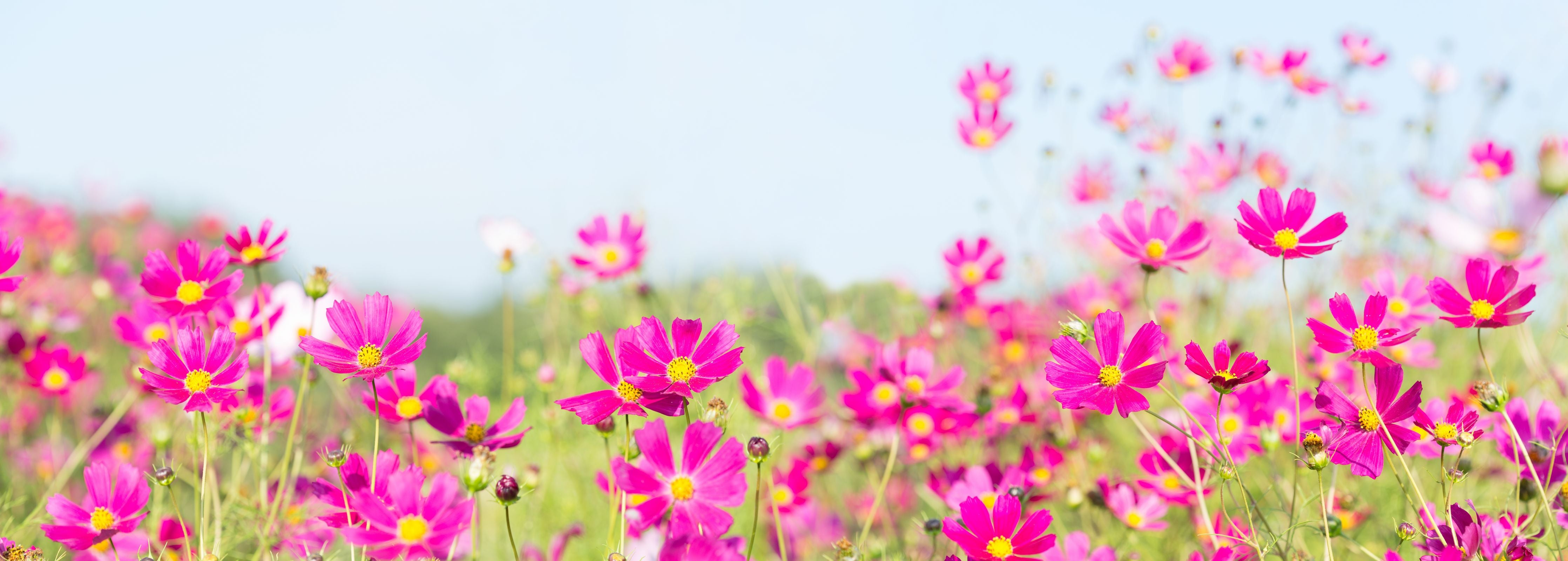 Wandverkleidung Wohnzimmer-Rosa Blumenwiese Panorama