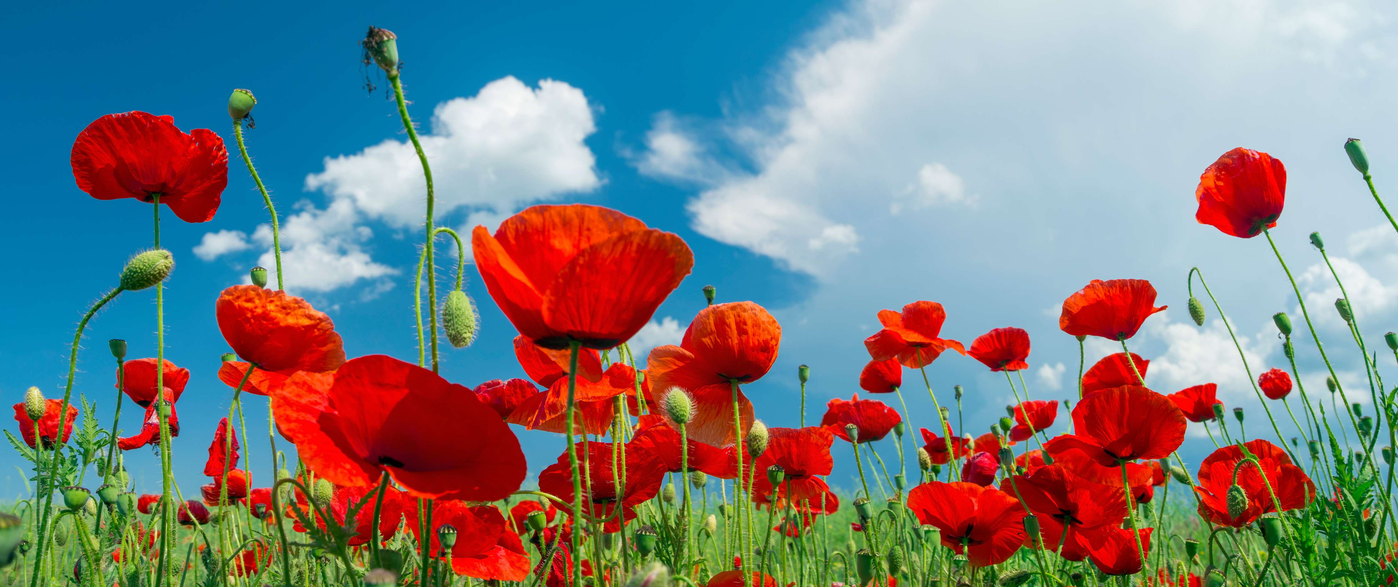 Wandverkleidung Wohnzimmer-Rotes Mohnblumenfeld