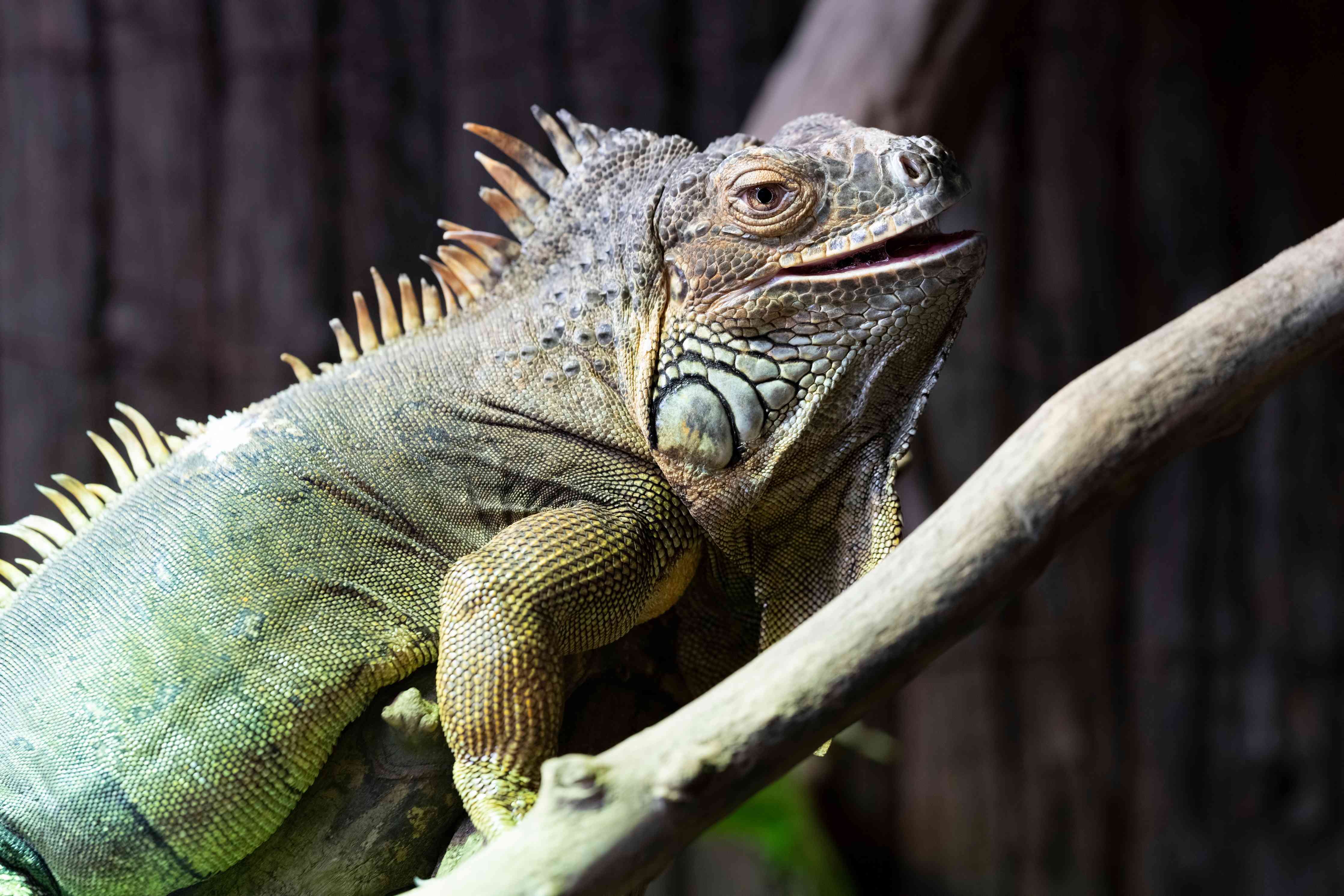 Wandverkleidung Wohnzimmer-Ruhender Leguan