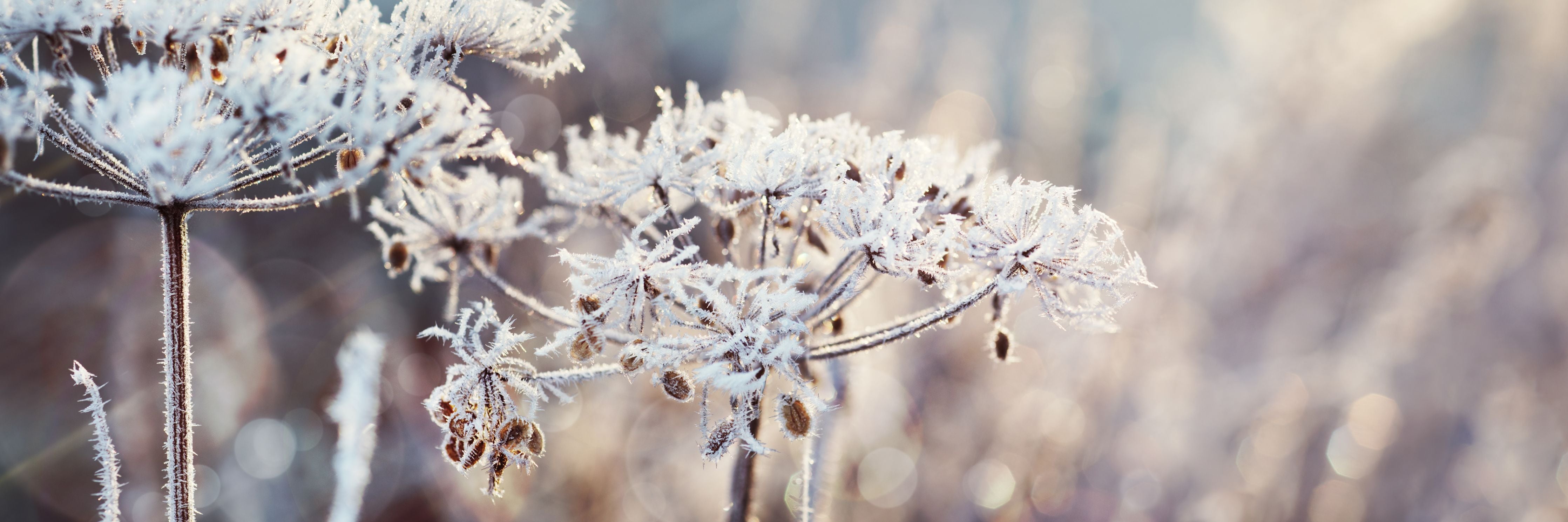 Wandverkleidung Wohnzimmer-Schneetau auf Pflanzen