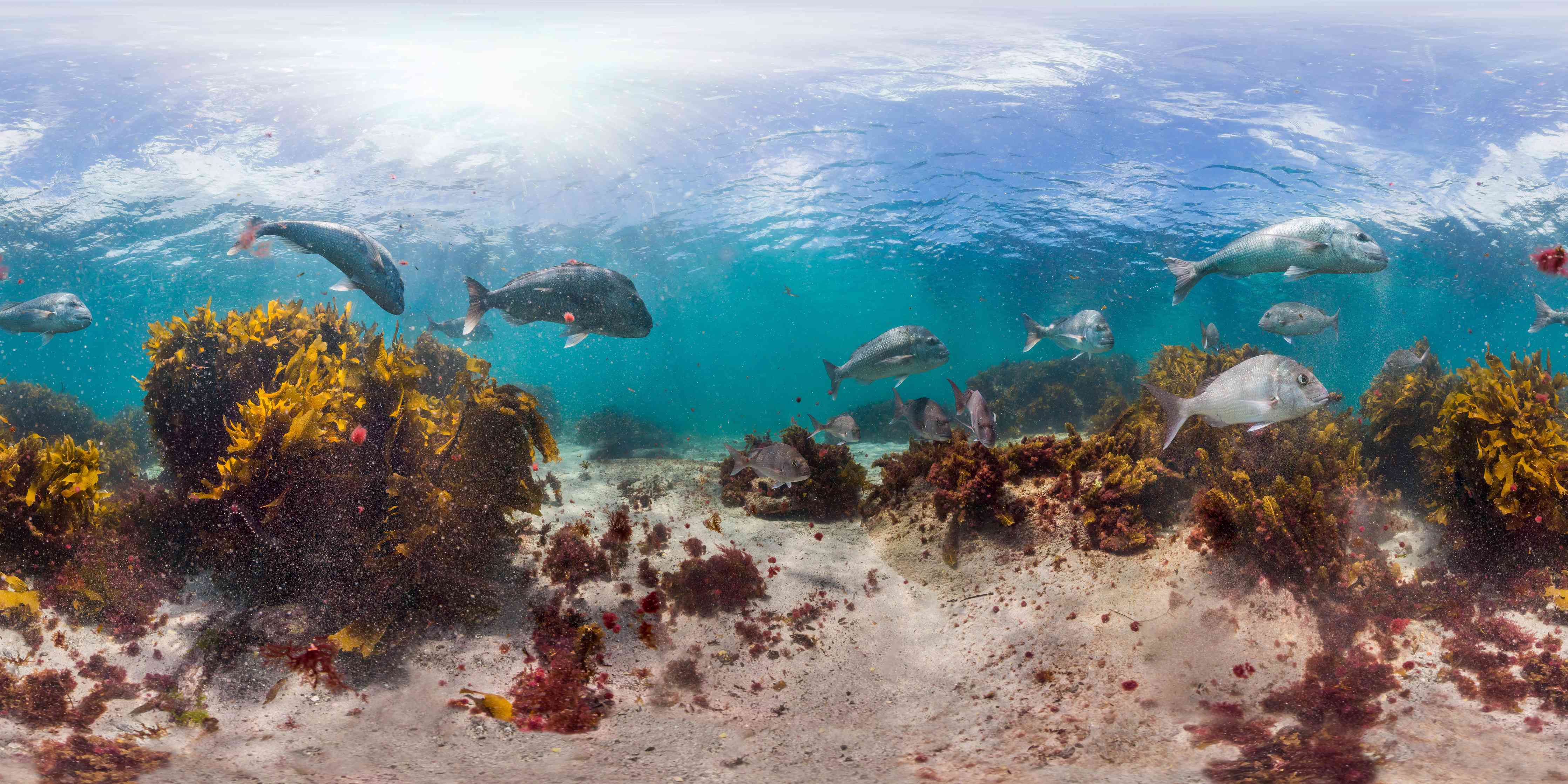 Wandverkleidung Wohnzimmer-Seetang und Fisch in Neuseeland