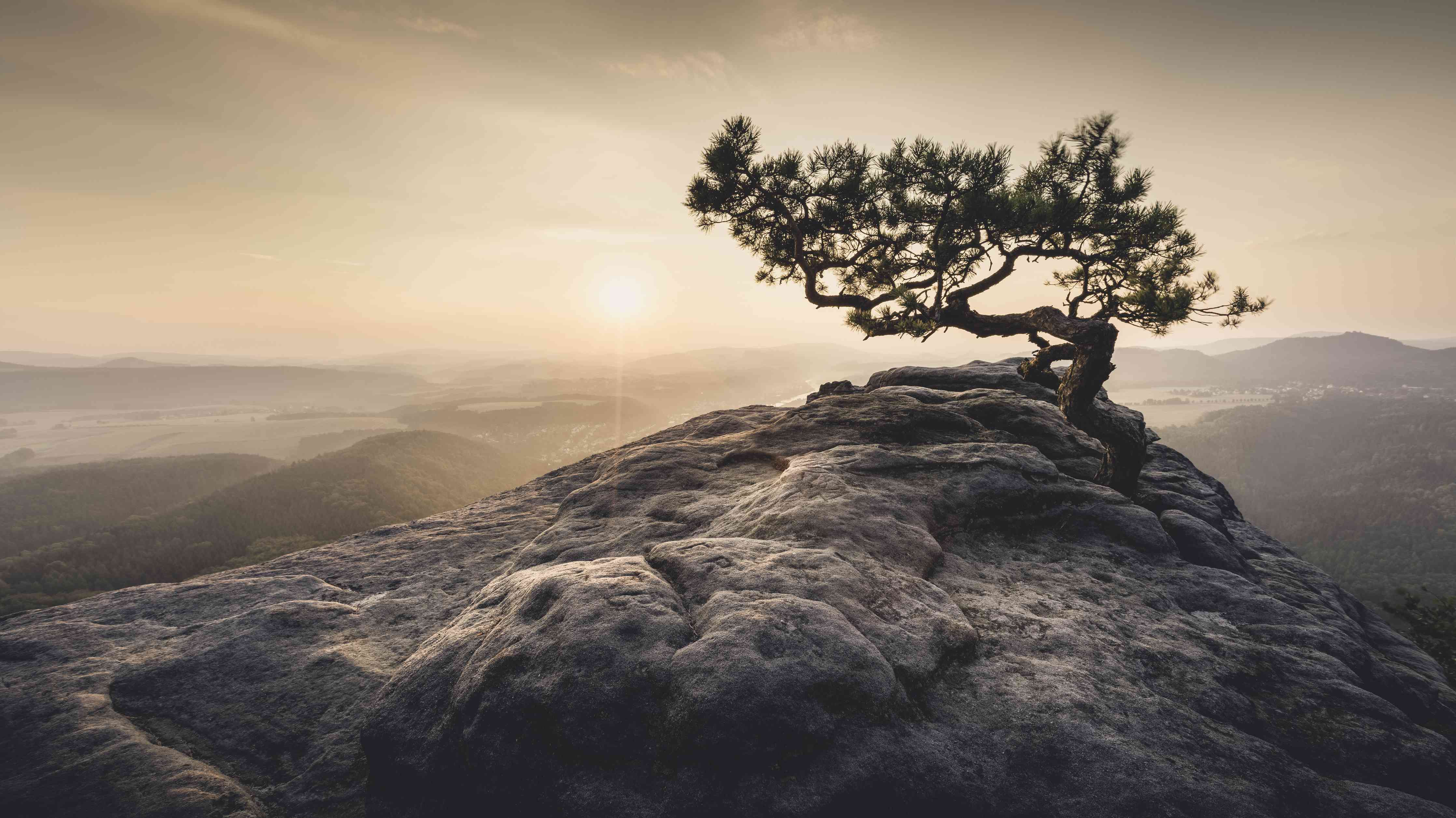 Wandverkleidung Wohnzimmer-Solitary Tree on Rocky Mountain