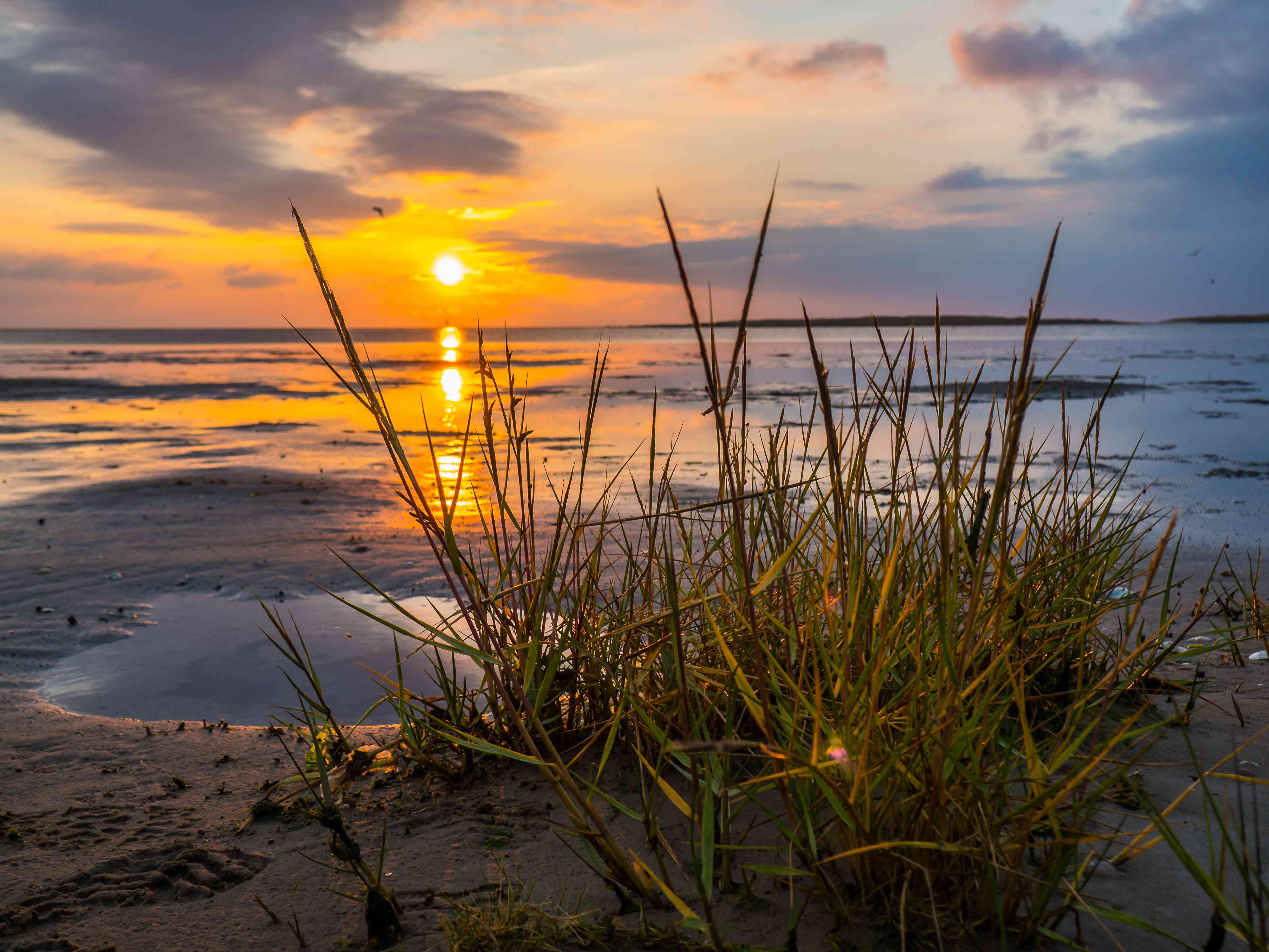 Wandverkleidung Wohnzimmer-Sonnenuntergang am Strand mit Gräsern