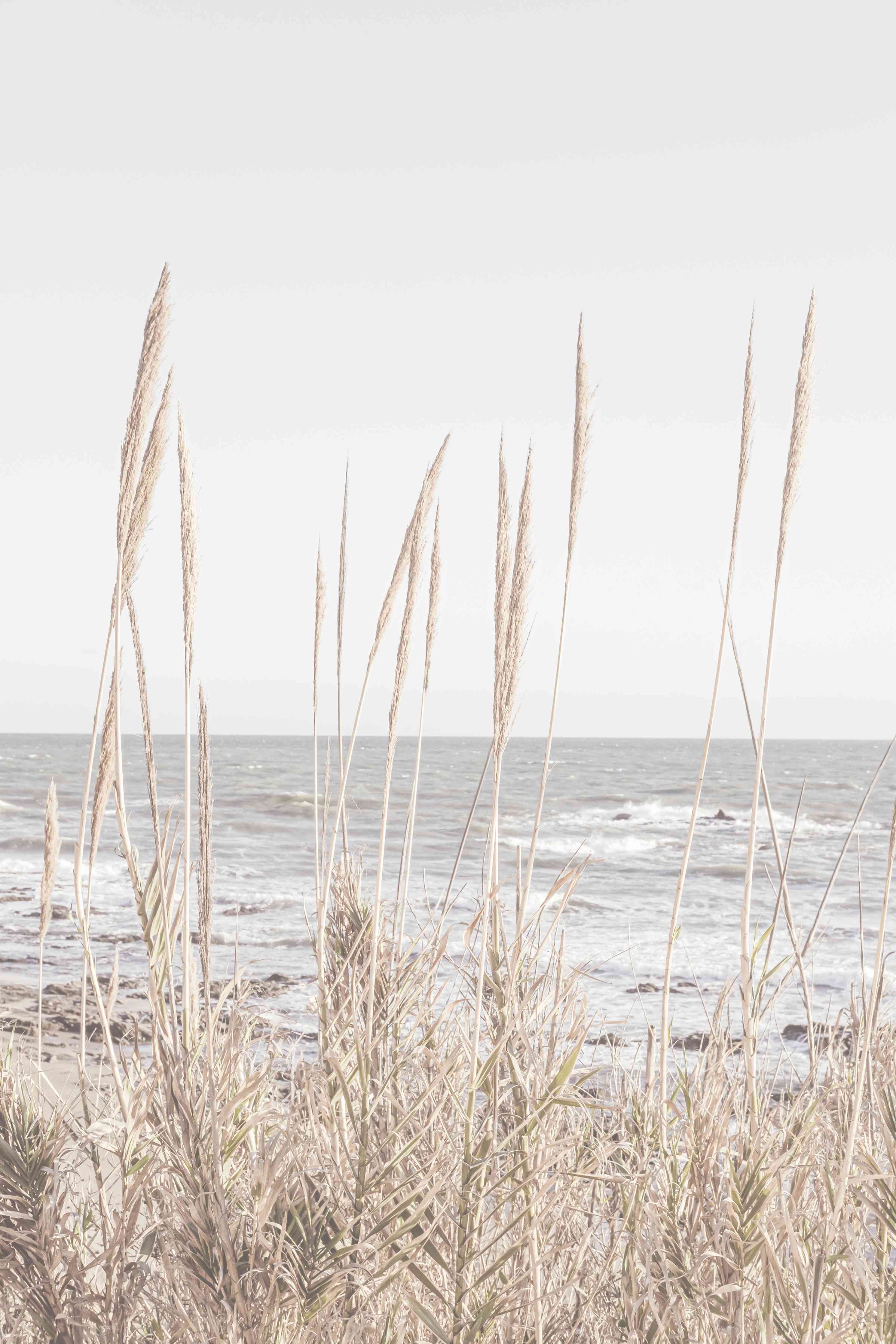 Wandverkleidung Wohnzimmer-Strand mit Dünen und Gräsern in sanften Farben