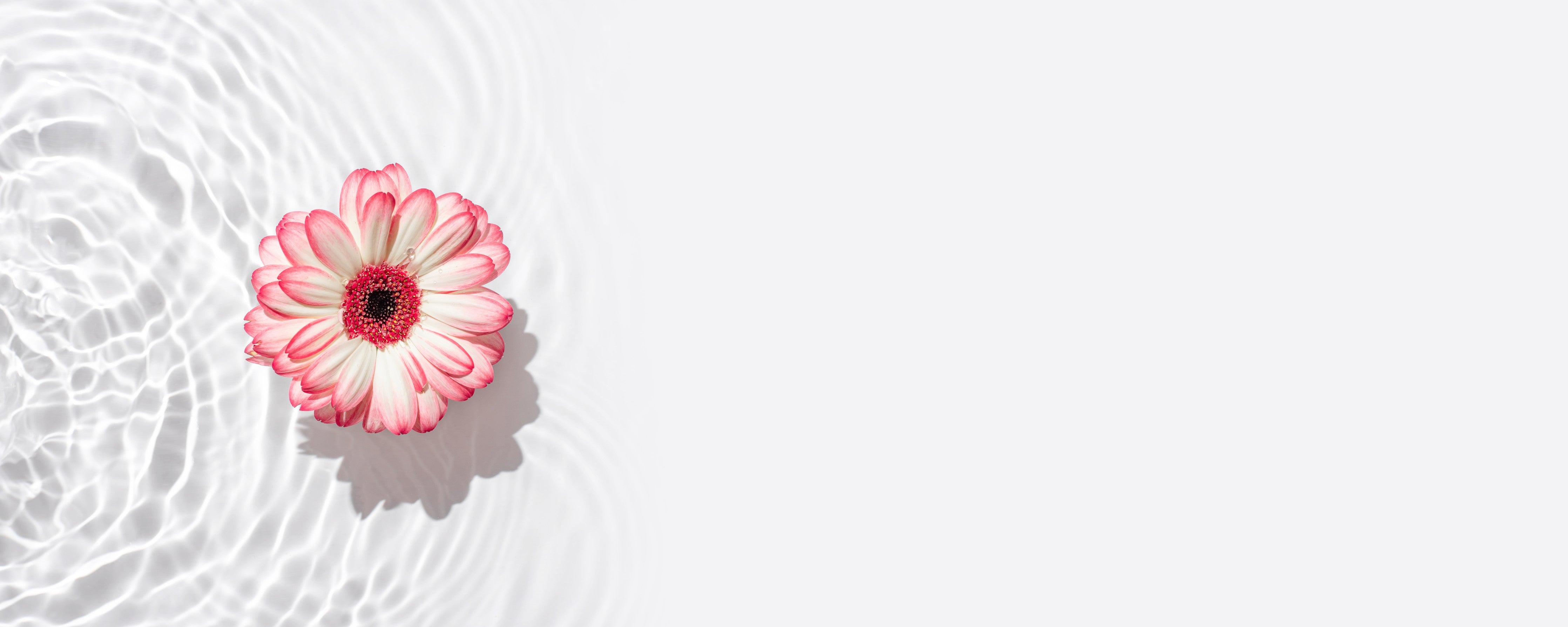 Wandverkleidung Wohnzimmer-Weiß-Grau mit Rosa Gerbera