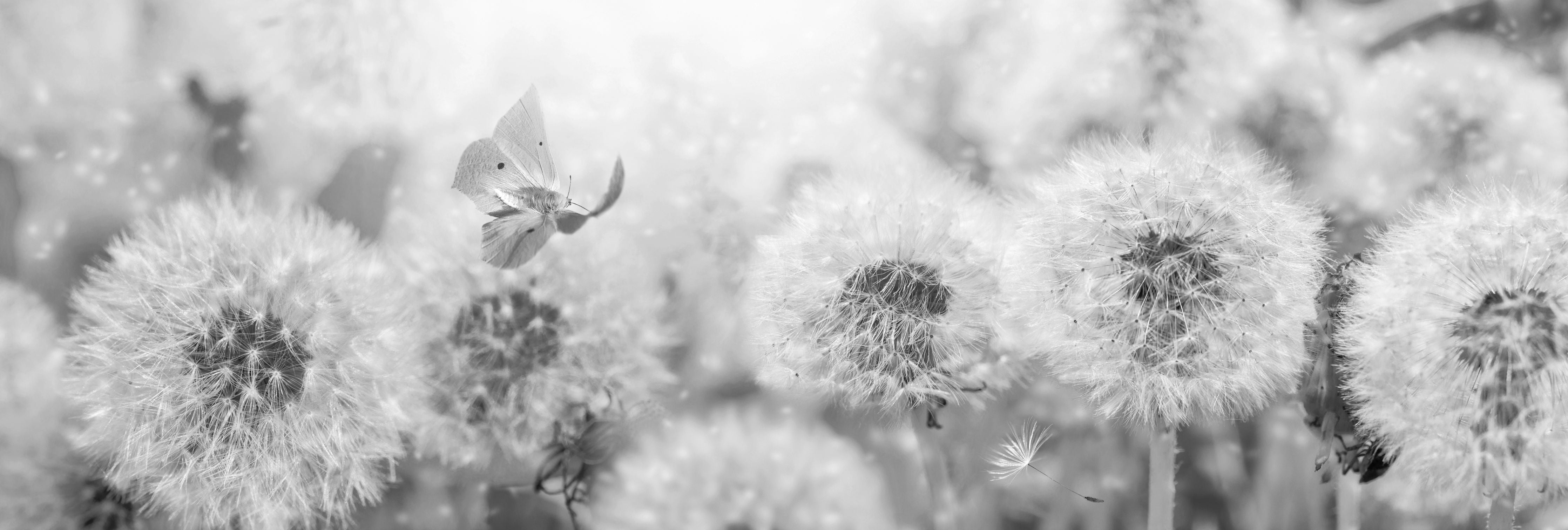Wandverkleidung Wohnzimmer-Weiße Pusteblumen mit Schmetterling