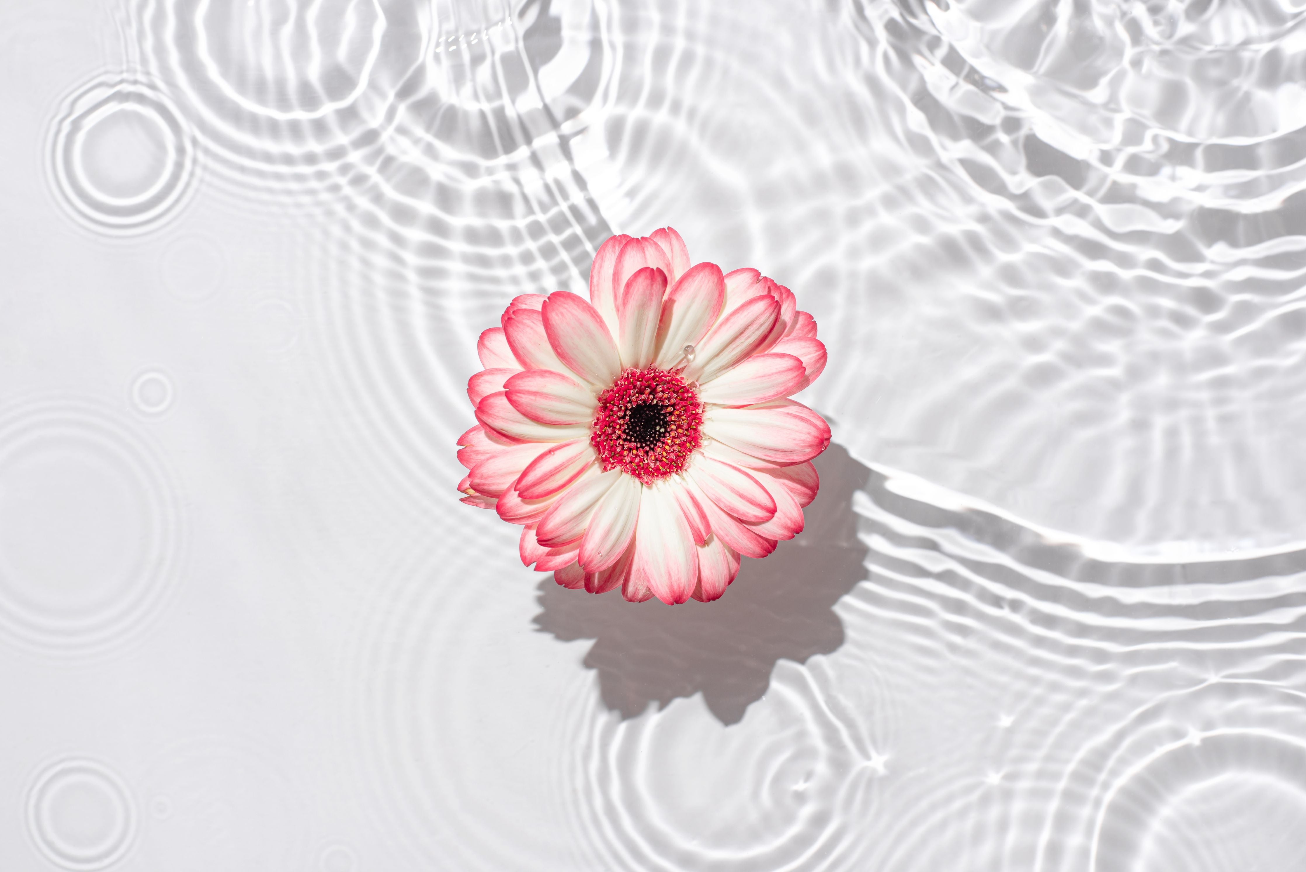 Wandverkleidung Wohnzimmer-Weiße Wasserblume in Rosa