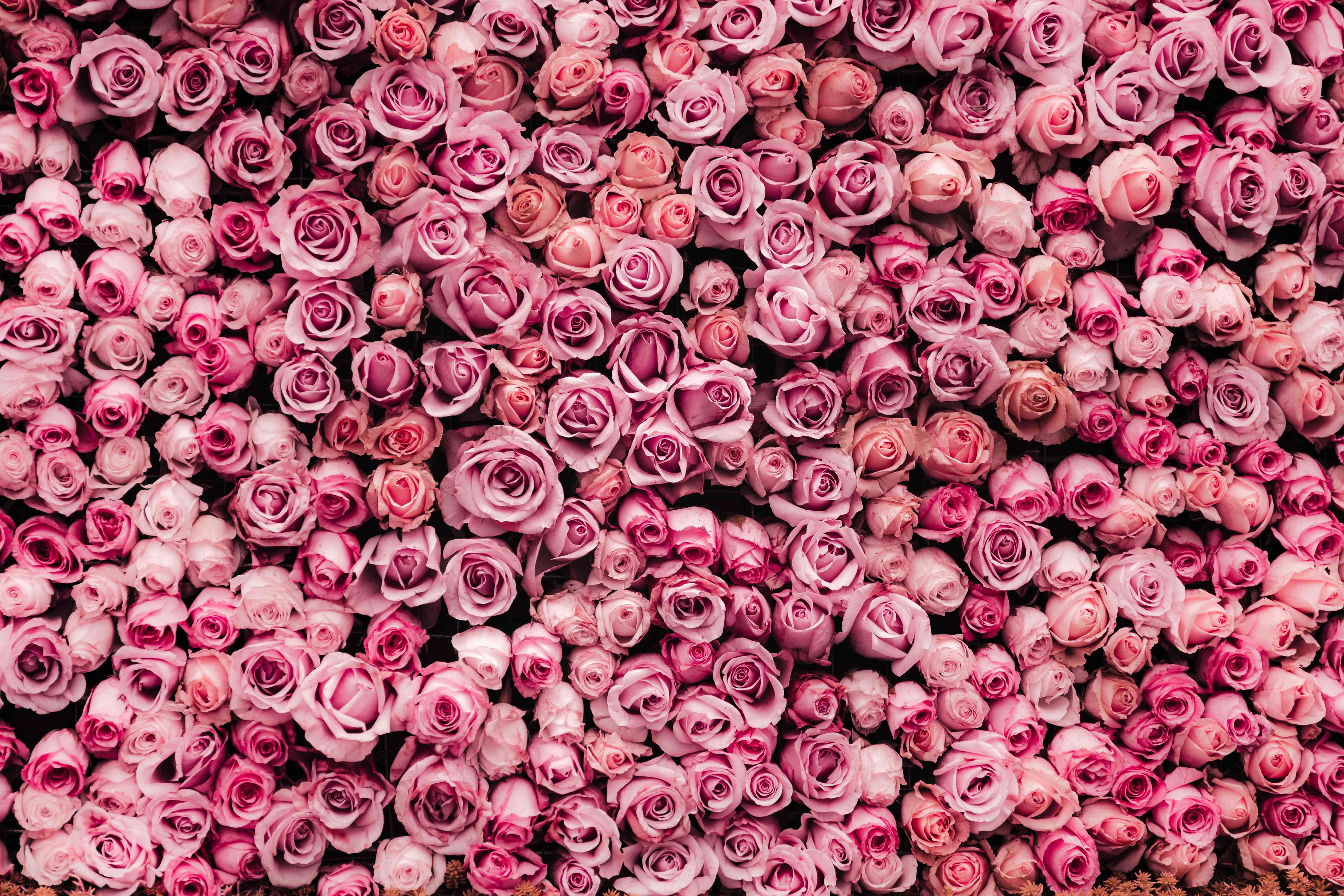 Wandverkleidung Wohnzimmer-Wunderschöne rosa Rosenwarteschale