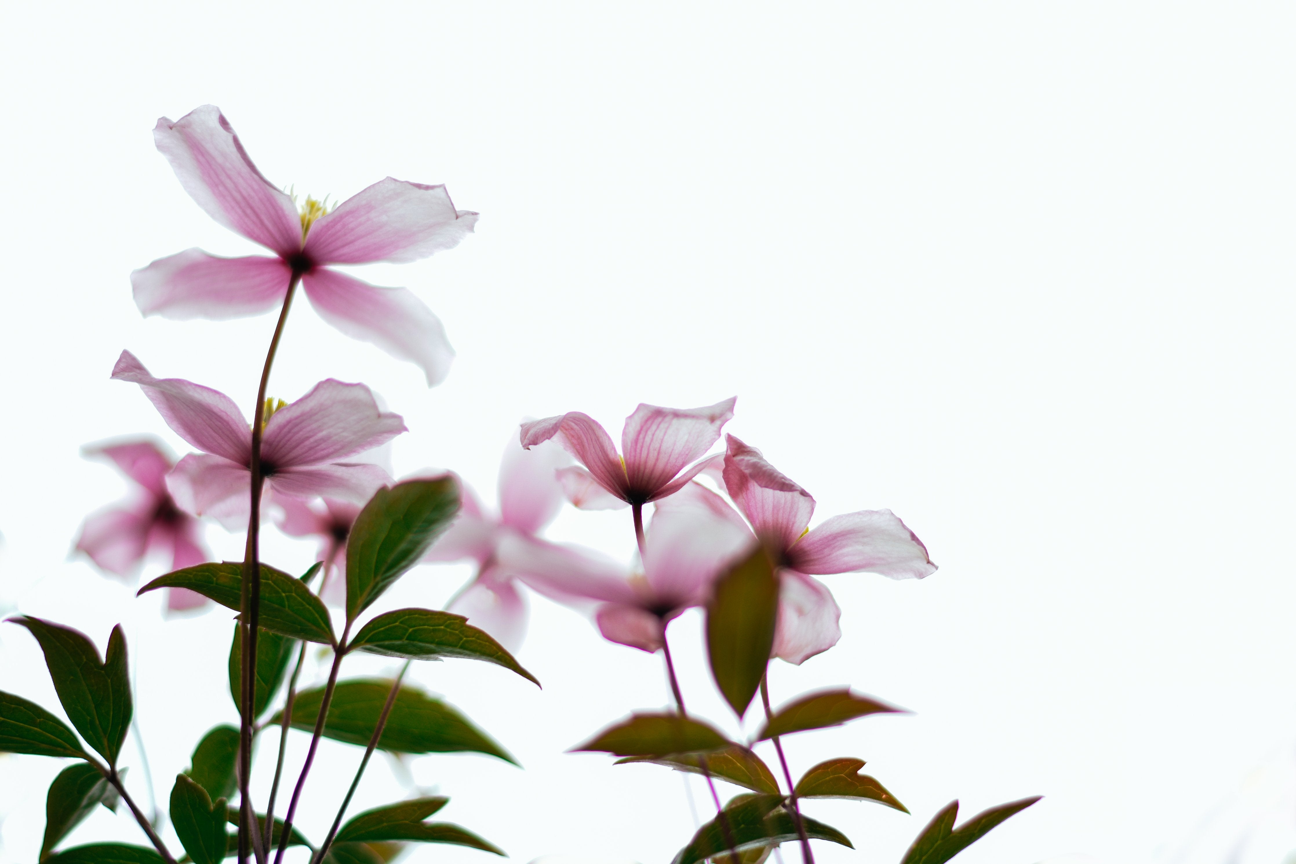 Wandverkleidung Wohnzimmer-Zarte Blüten auf hellem Hintergrund