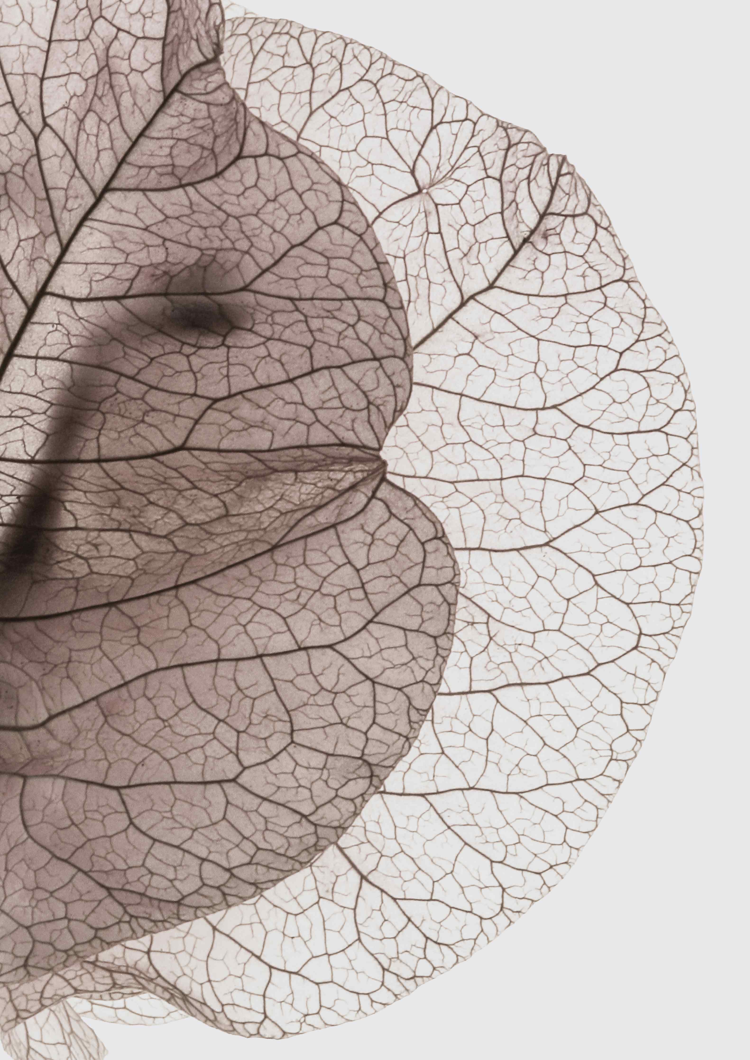Wandverkleidung Wohnzimmer-Zarte, transparente Blätter mit faszinierenden Mustern