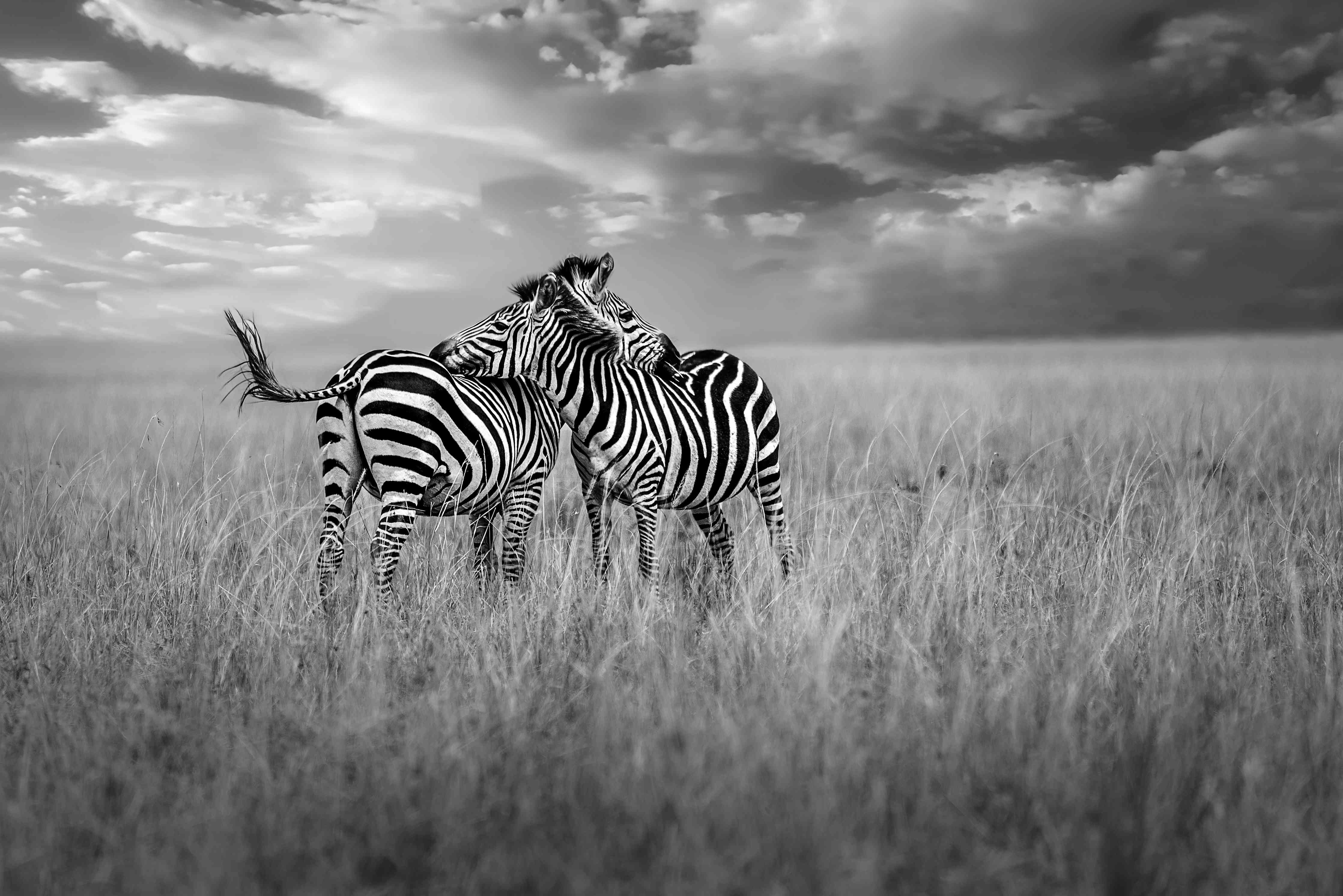 Wandverkleidung Wohnzimmer-Zebras in ihrer Natur - Savanne