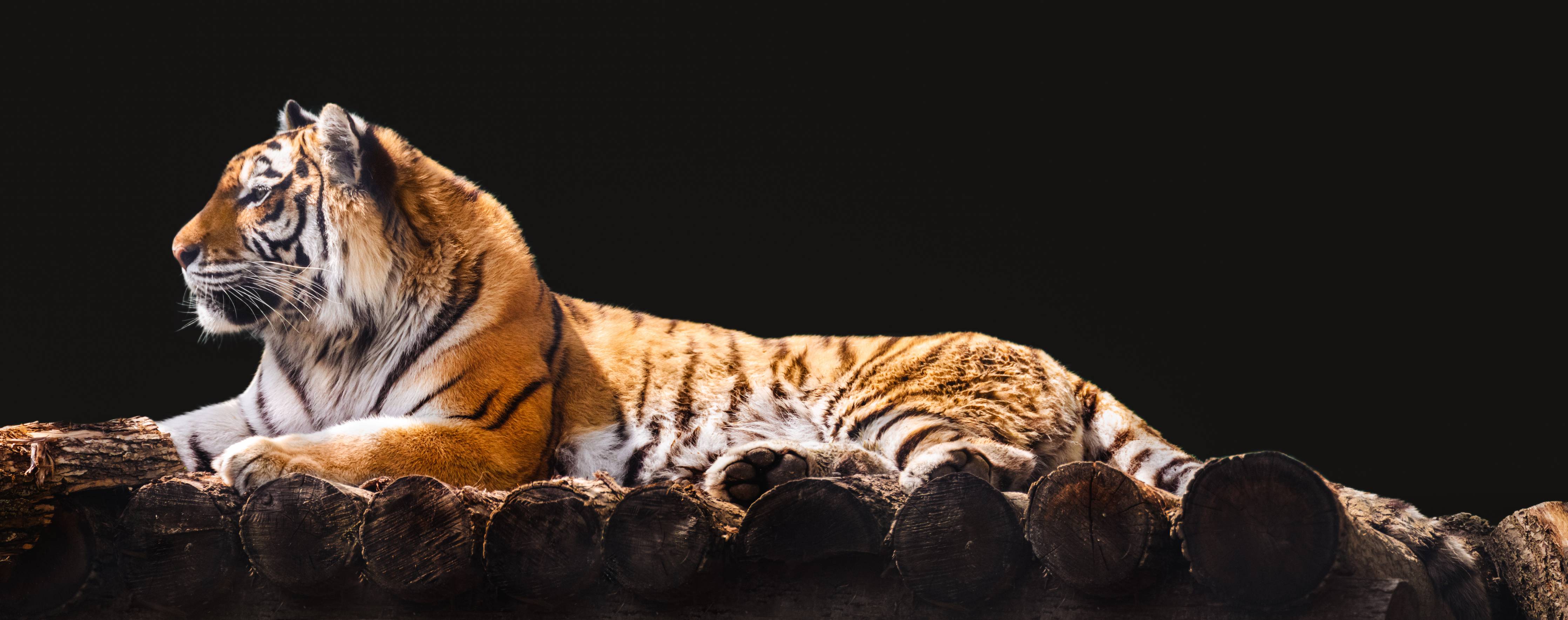 Wandverkleidung außen-Amurtiger liegend auf Holzdeck mit Schwarzem Hintergrund