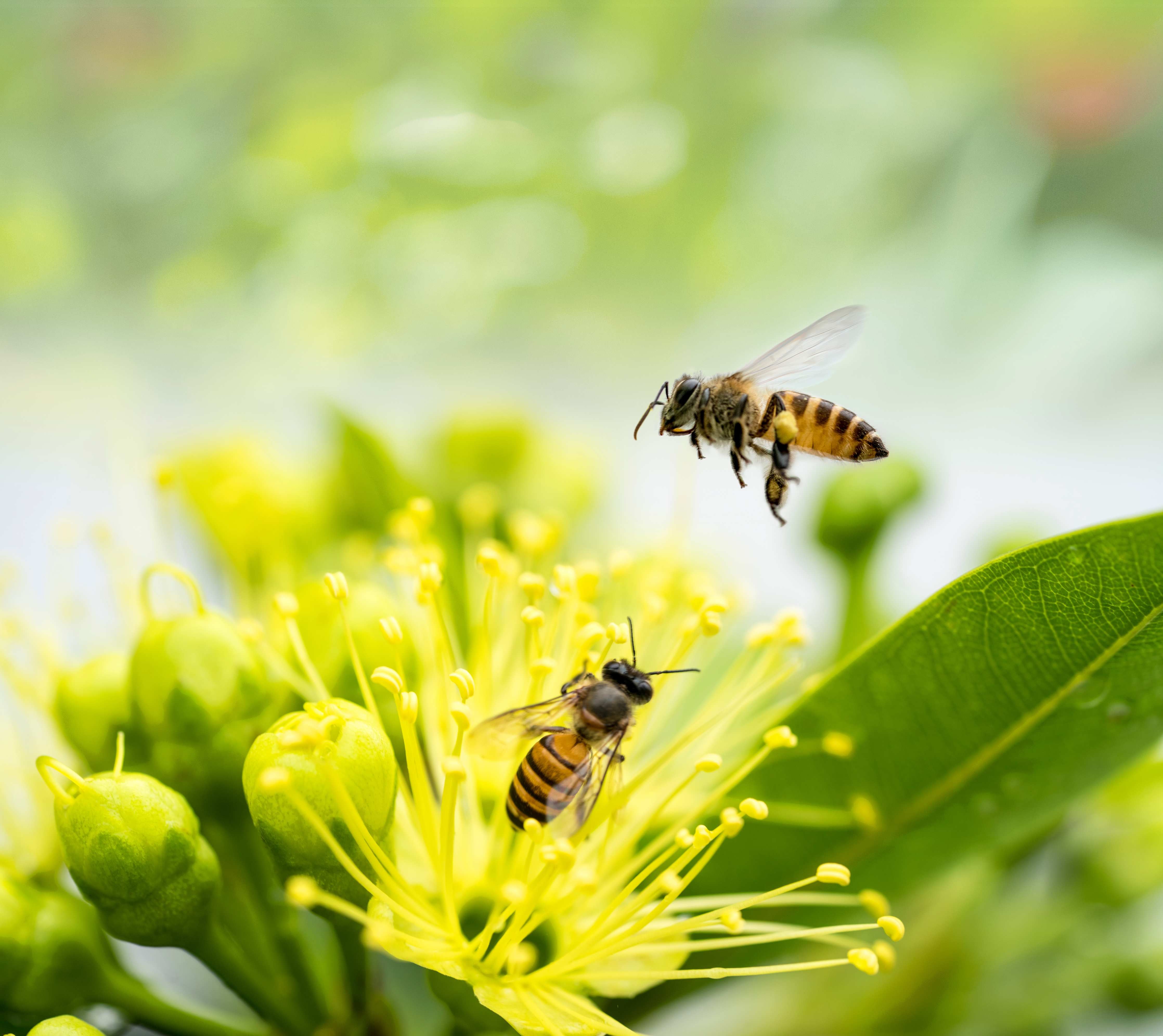 Wandverkleidung außen-Biene sammelt Pollen an einer Blüte