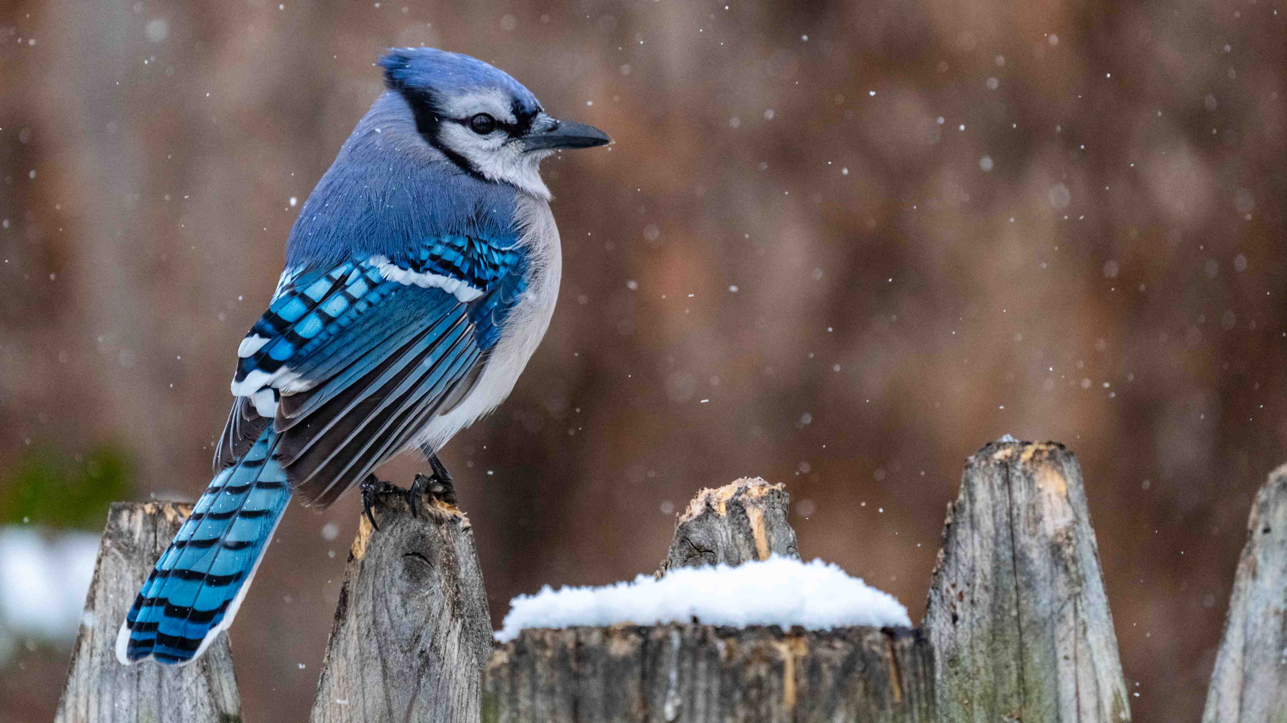 Wandverkleidung außen-Blauhäher im Schnee