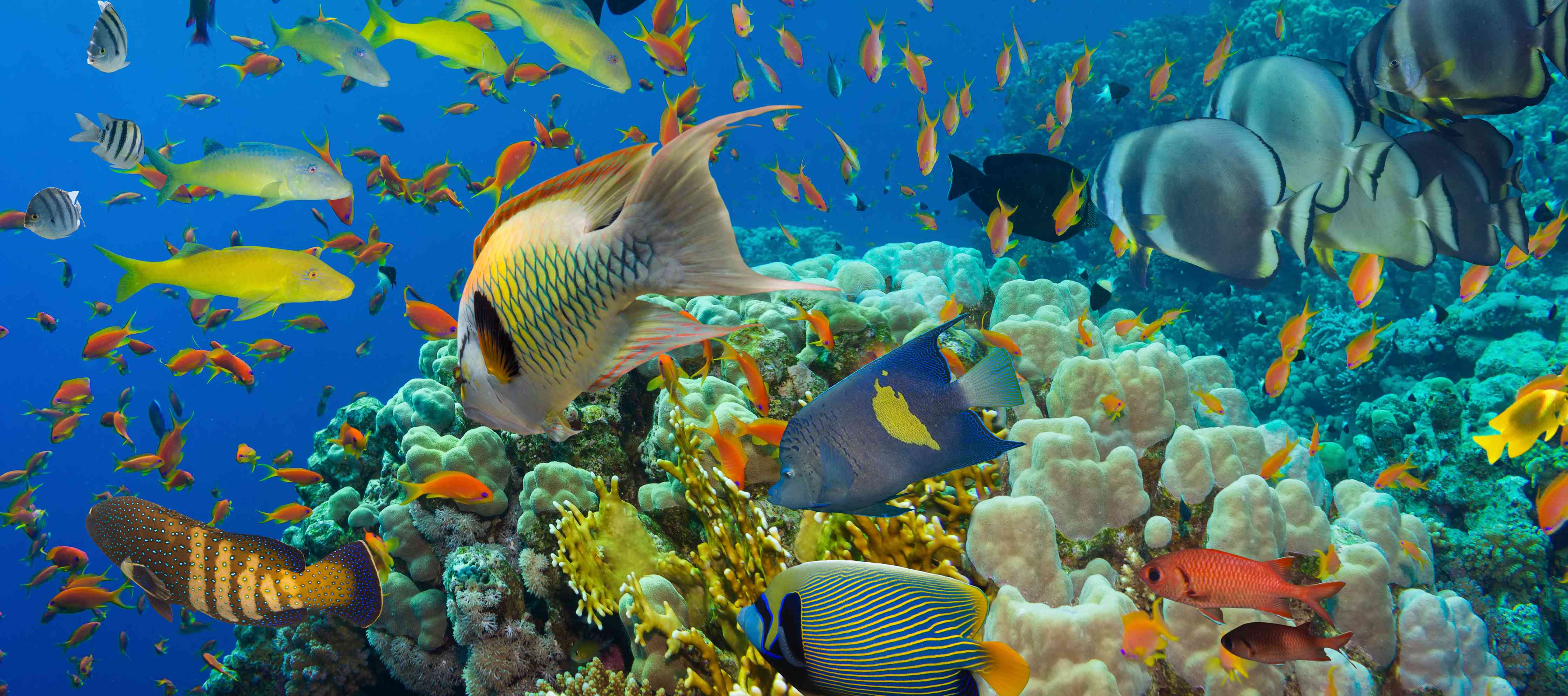 Wandverkleidung außen-Buntes Korallenriff mit Fischen