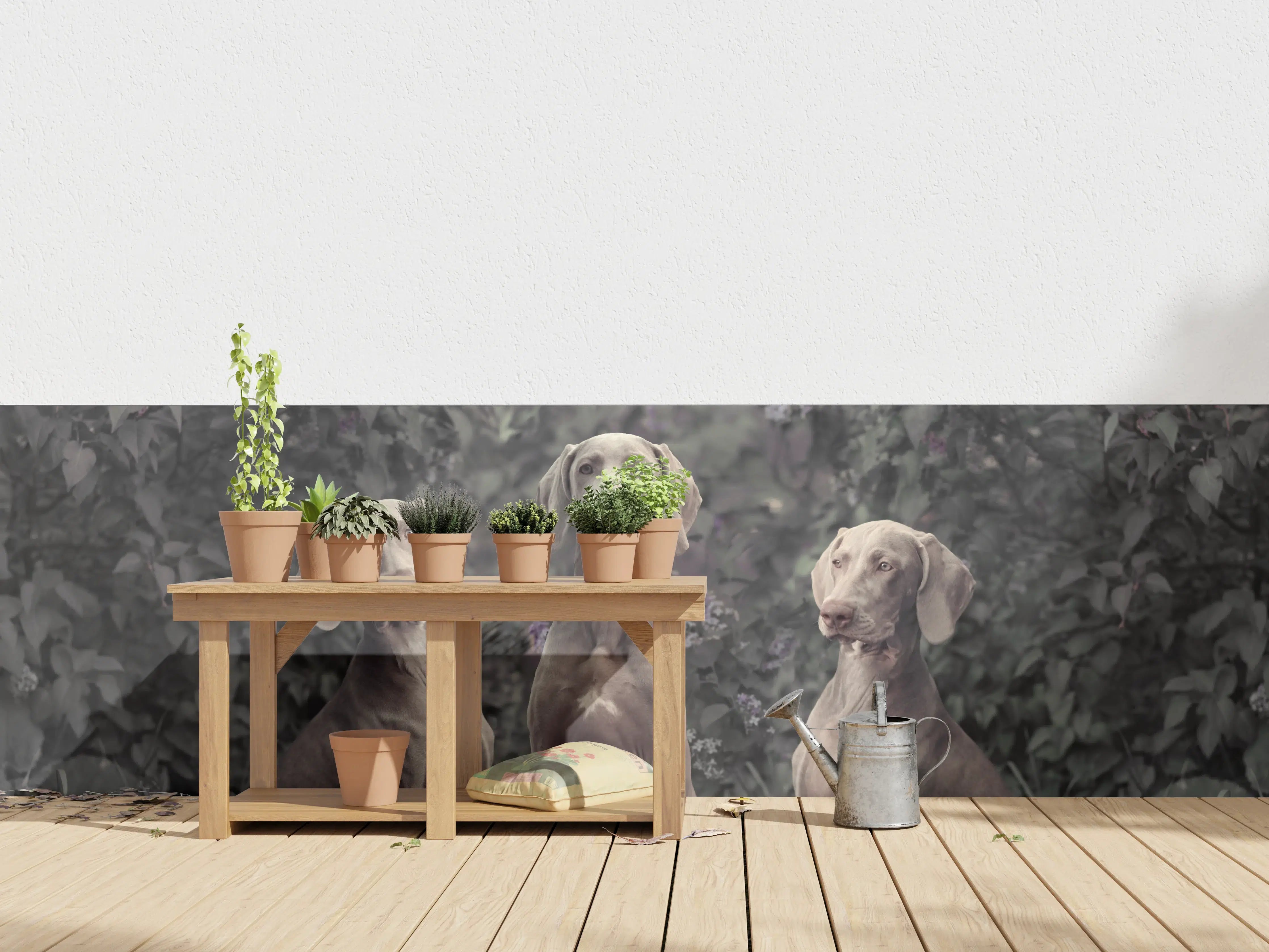 Wandverkleidung außen - Drei Weimaranerhunde sitzend im Fliedergebüsch