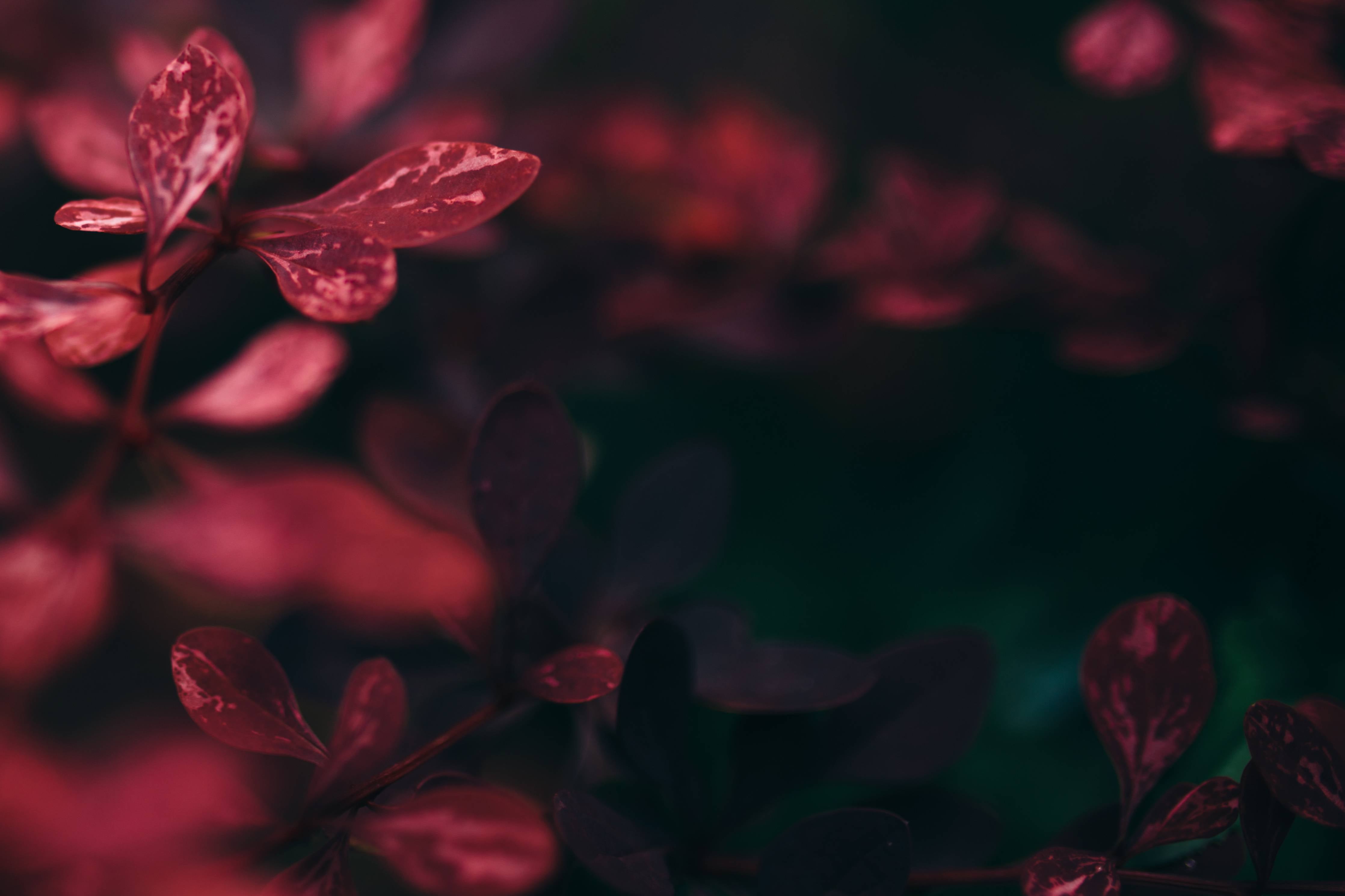 Wandverkleidung außen-Dunkle Rotblättrige Pflanzenaufnahme